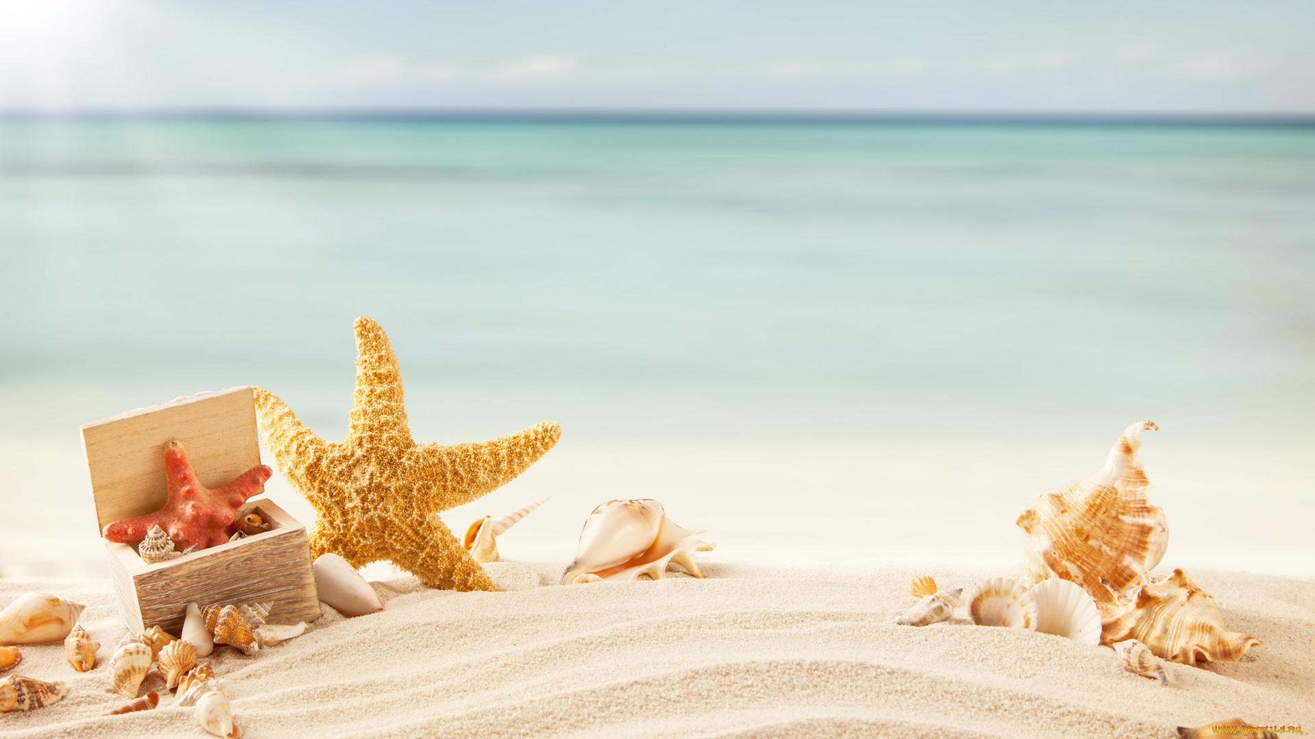 разное, ракушки, , кораллы, , декоративные, и, spa-камни, starfish, тропики, море, пляж, песок, морская, звезда, tropics, sea, beach, sand, shells