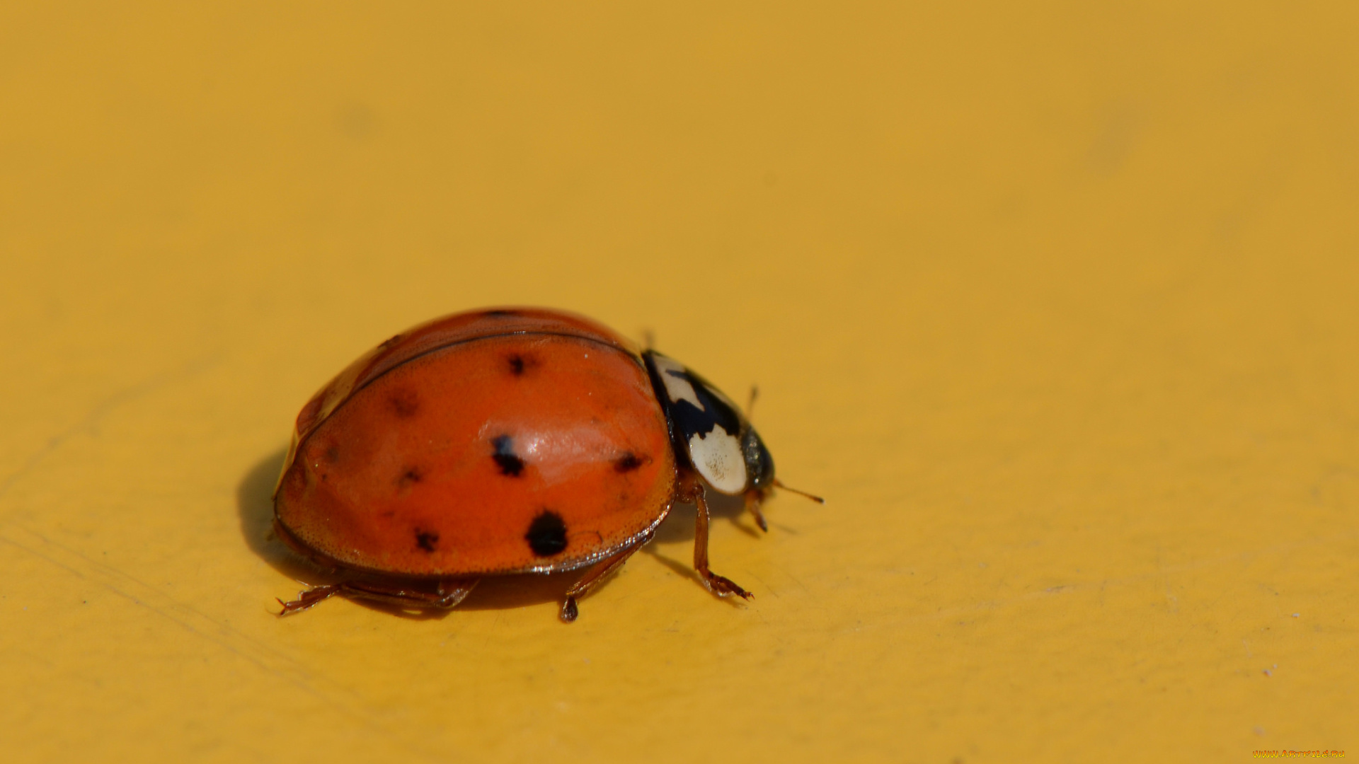 животные, божьи, коровки, макро, насекомое, божья, коровка