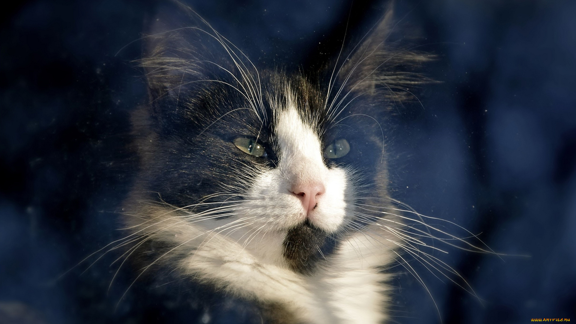 животные, коты, свет, кот, окно