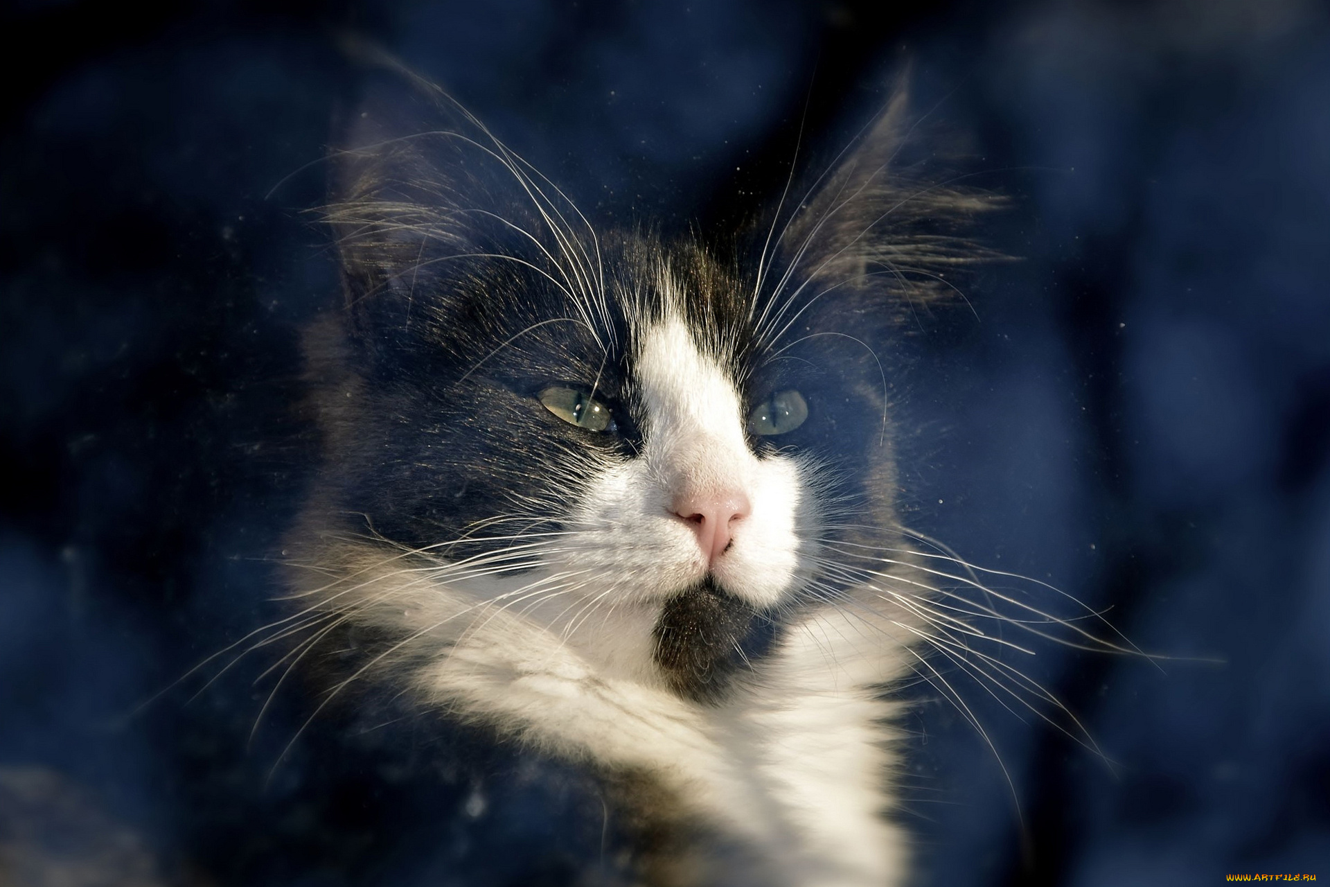 животные, коты, свет, кот, окно