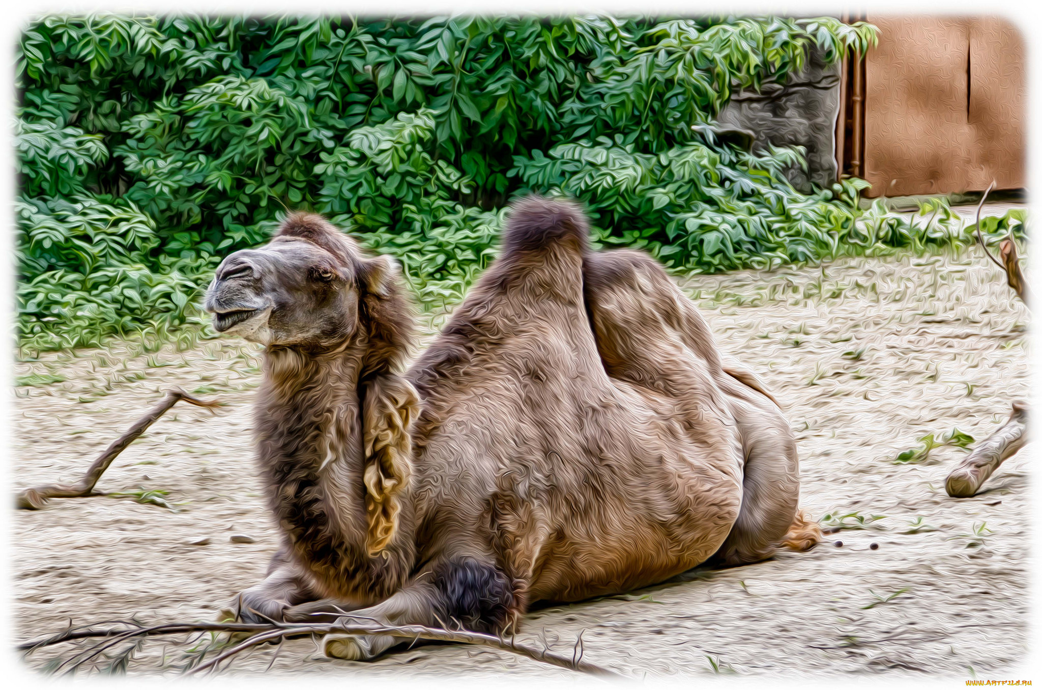 разное, компьютерный, дизайн, верблюд