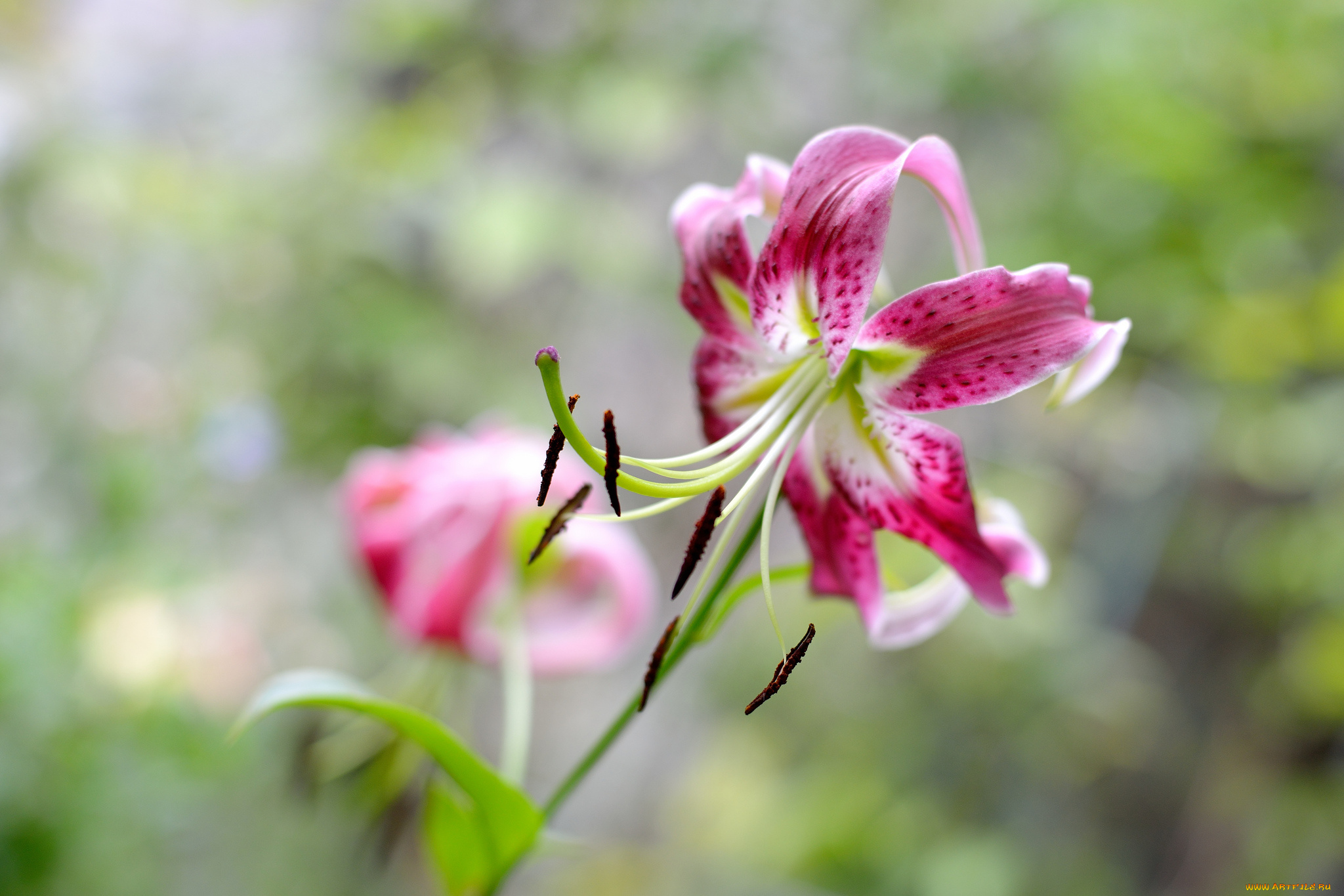 цветы, лилии, , лилейники, розовая, лилия, цветение