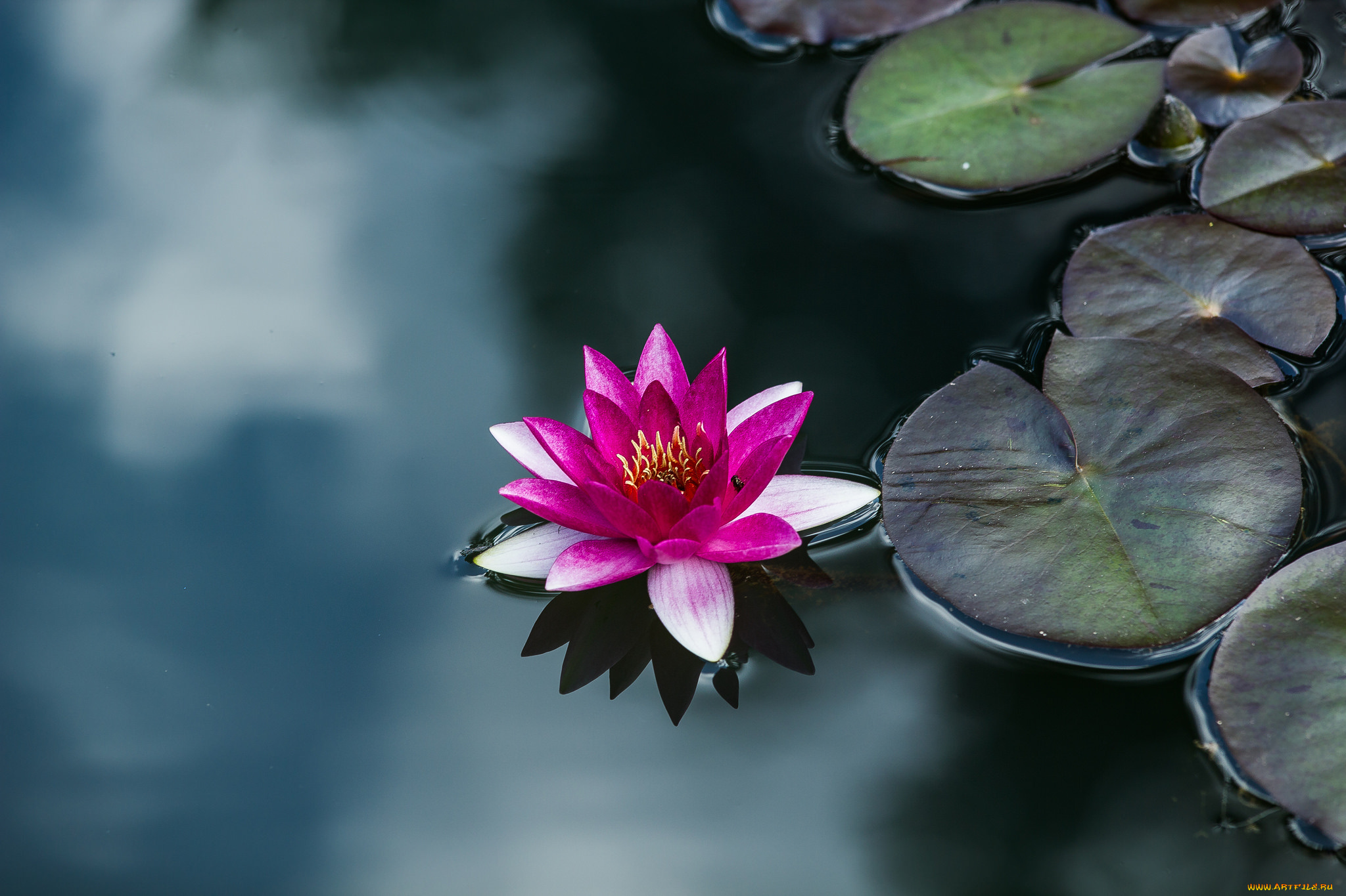 цветы, лилии, водяные, , нимфеи, , кувшинки, водяные, лилии, вода, листья