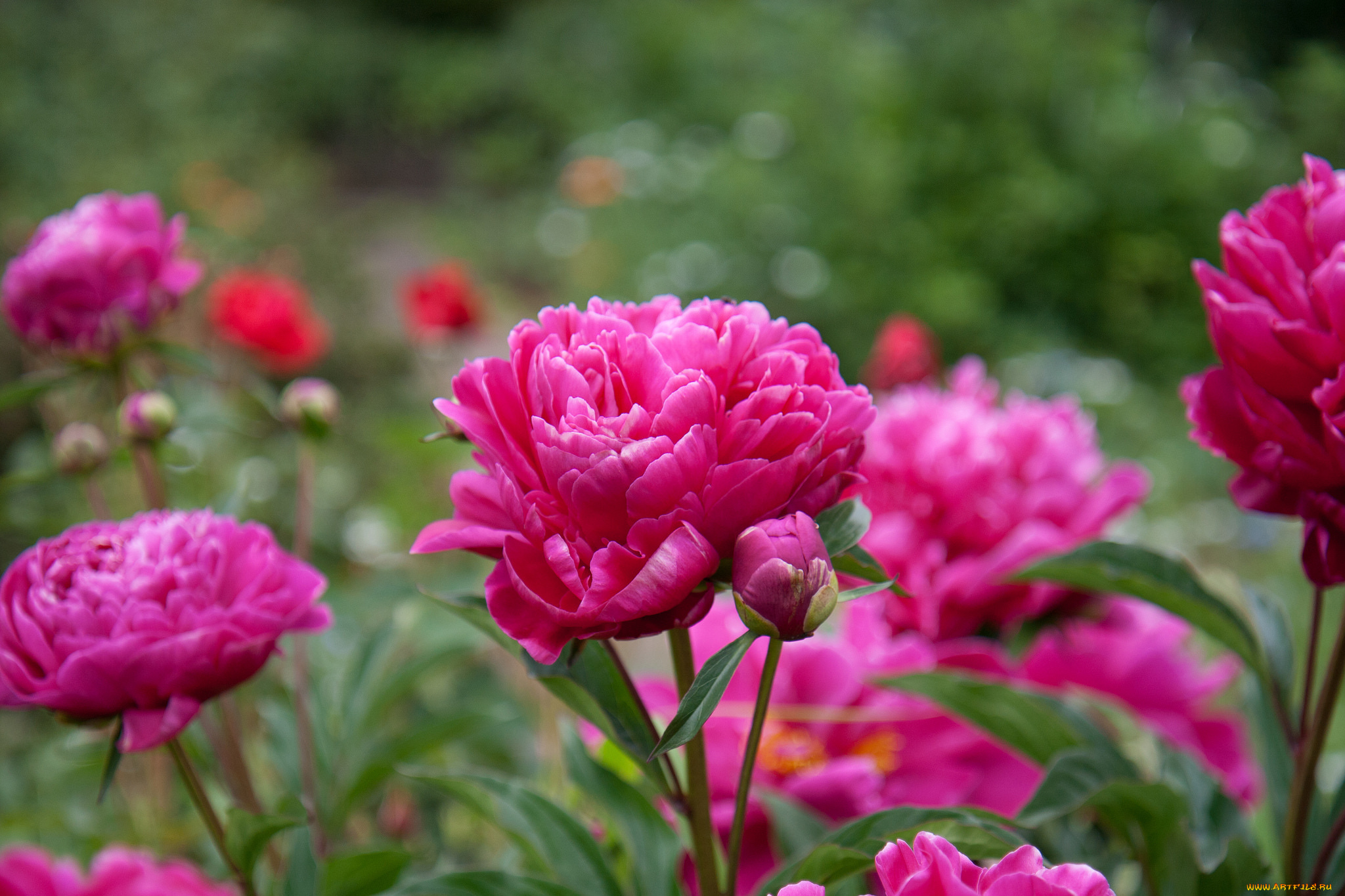 цветы, пионы, листья, бутоны