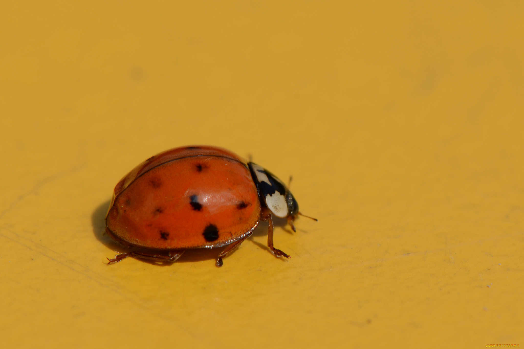 животные, божьи, коровки, макро, насекомое, божья, коровка