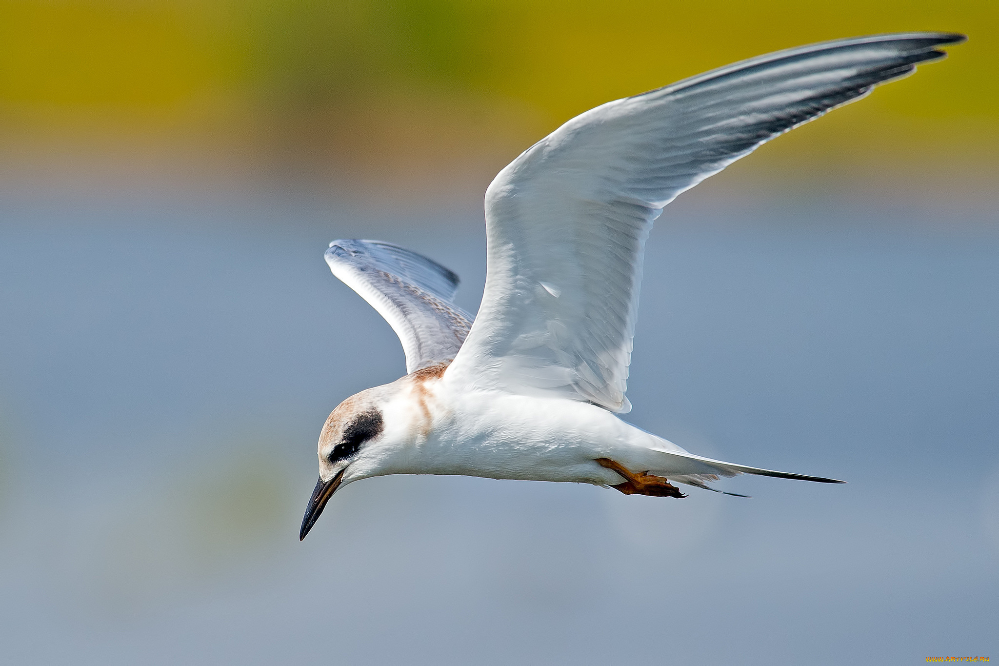 животные, Чайки, , бакланы, , крачки, чайка, птица, полёт, небо, белая