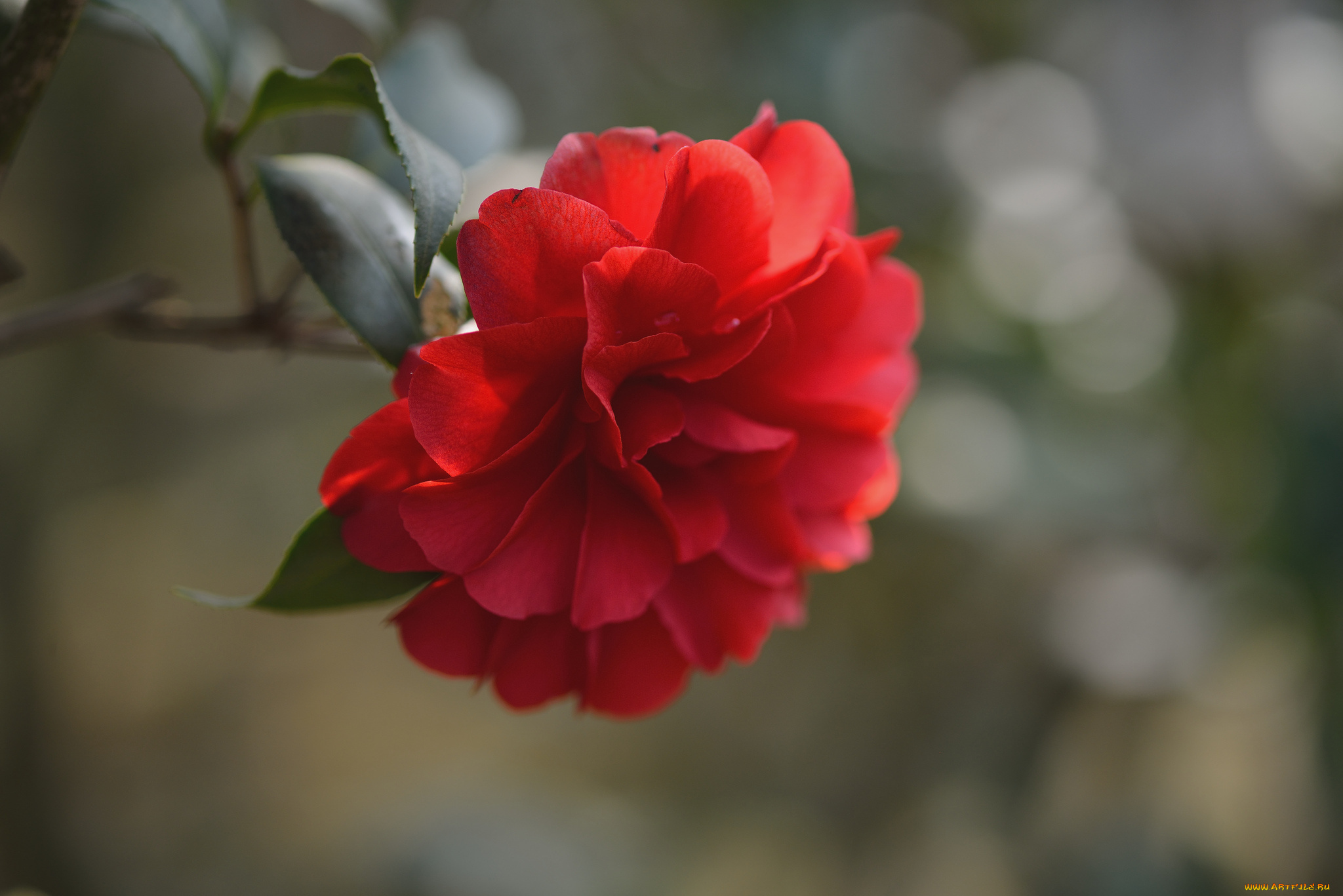 цветы, камелии, листья, красная, камелия, цветок, ветка
