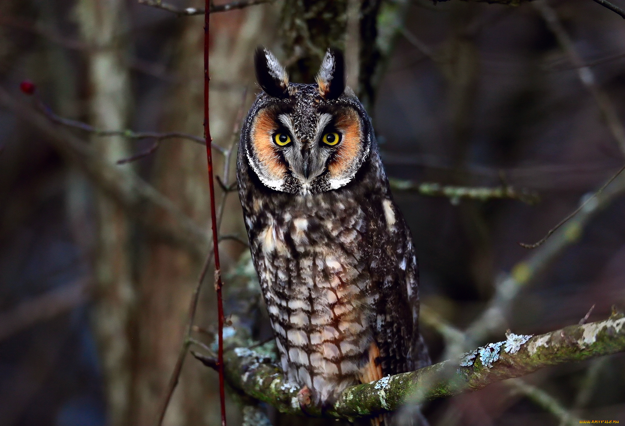 животные, совы, ветки, сова, птица