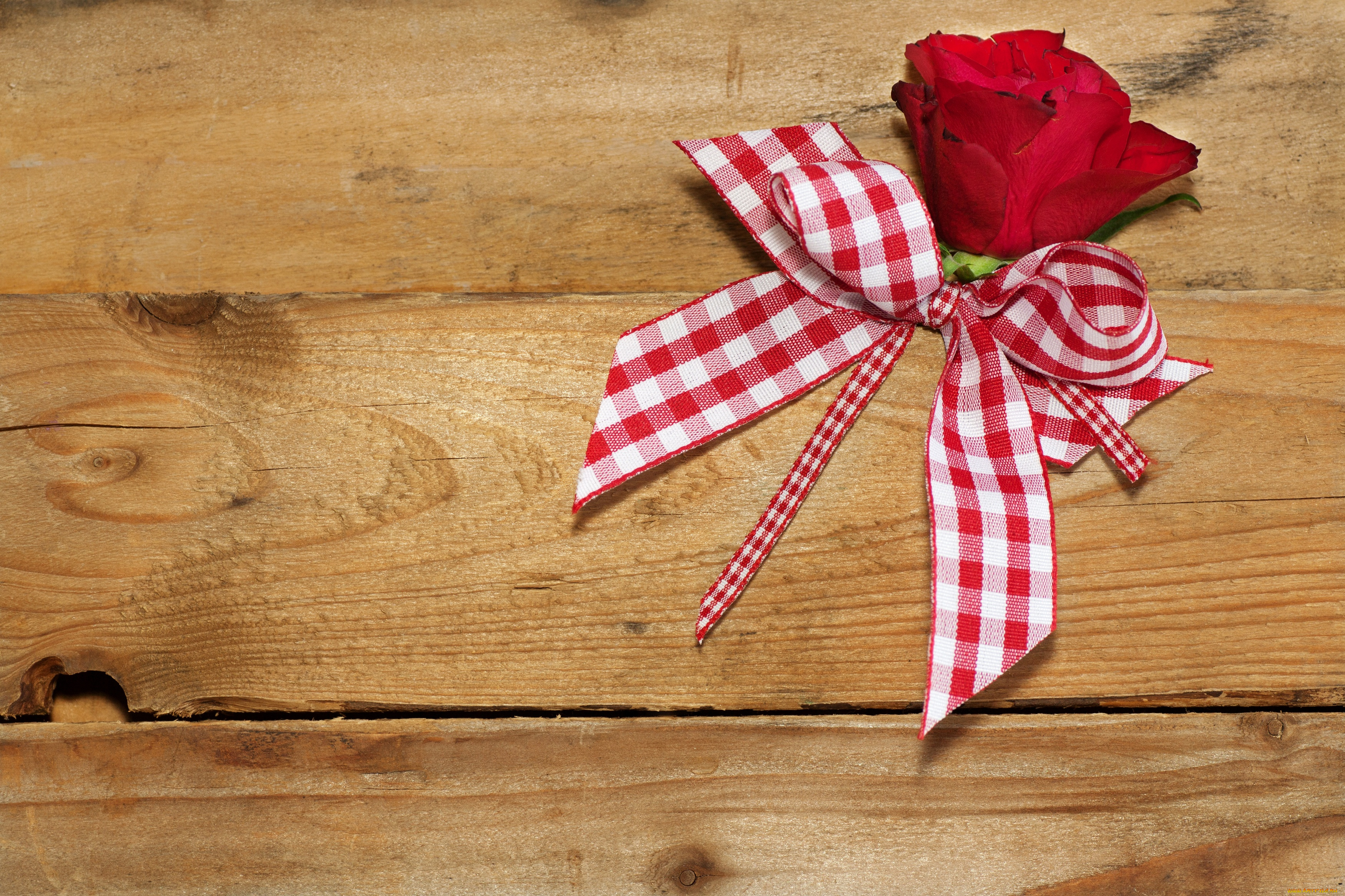 цветы, розы, лента, бантик, роза, доски