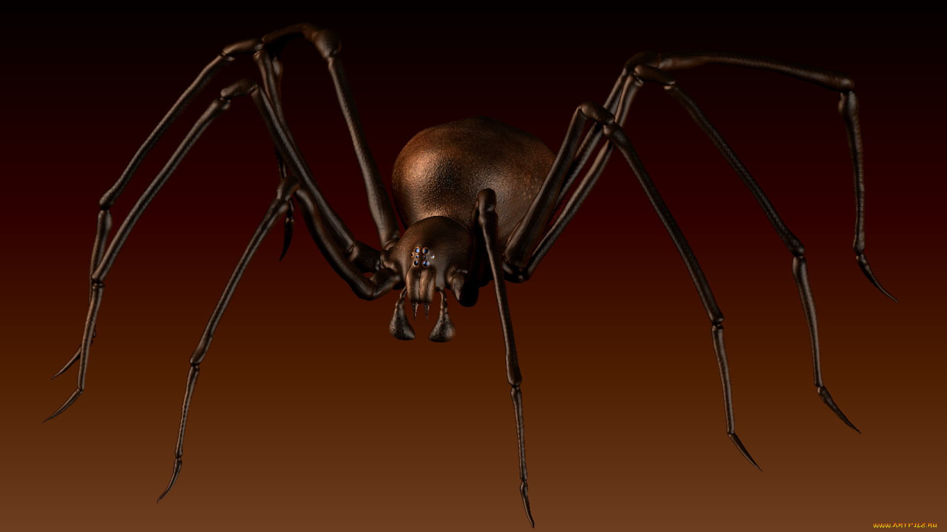 3д, графика, животные, , animals, паук, фон