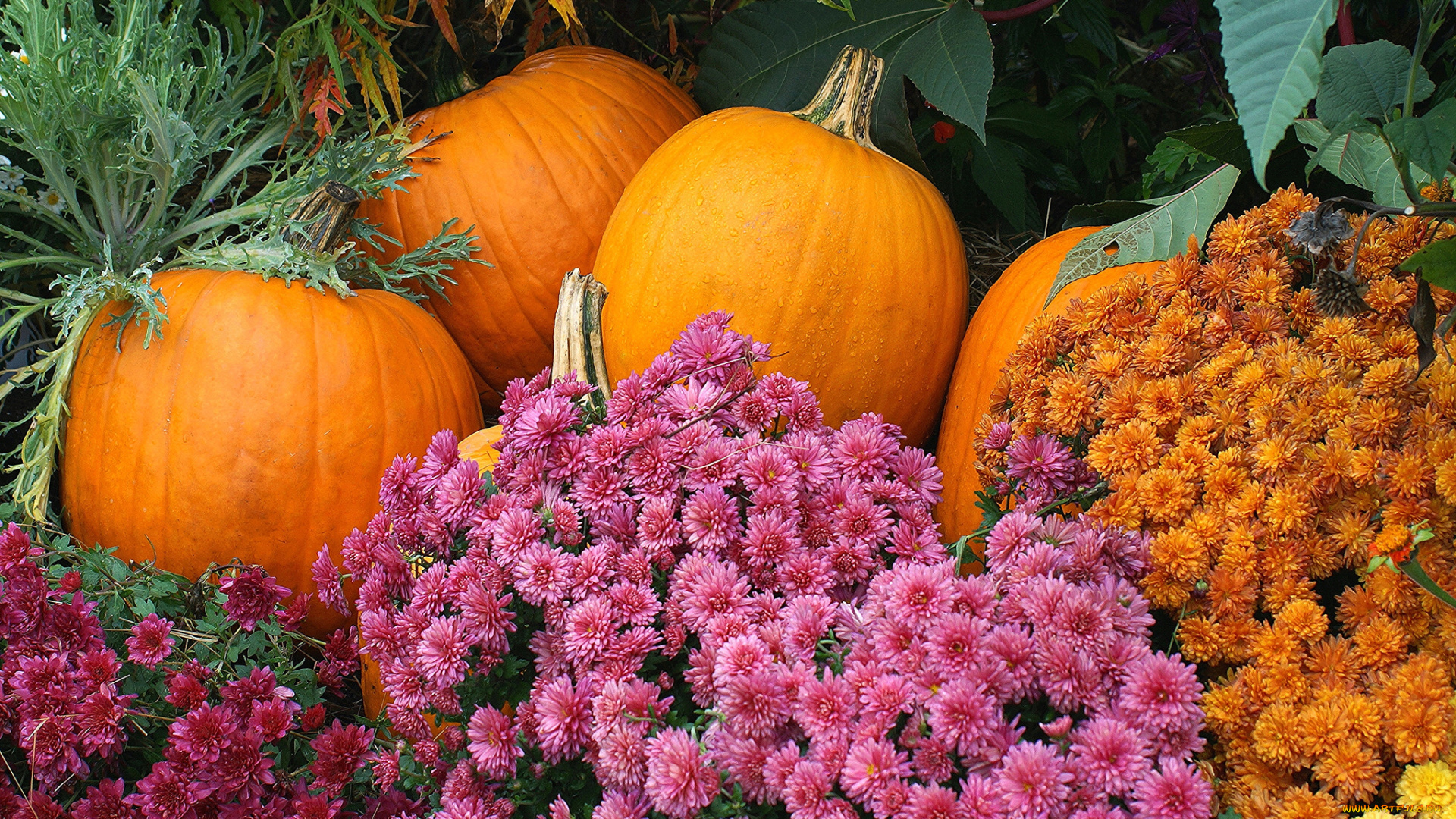 еда, тыква, тыквы, цветы