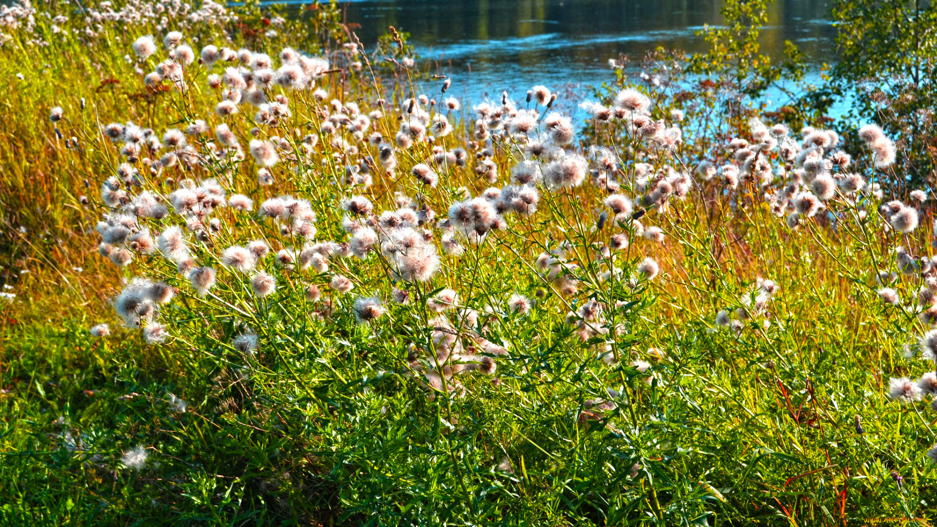 карелия, природа, реки, озера, цветы, трава, река