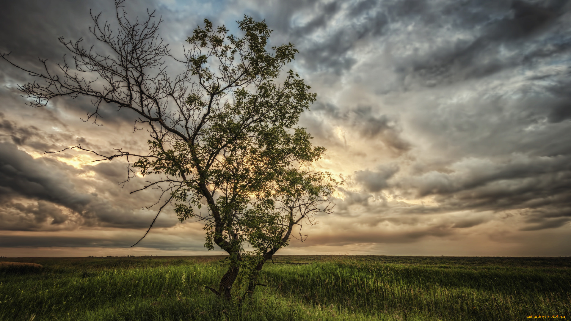 природа, деревья, поле, тучи, дерево