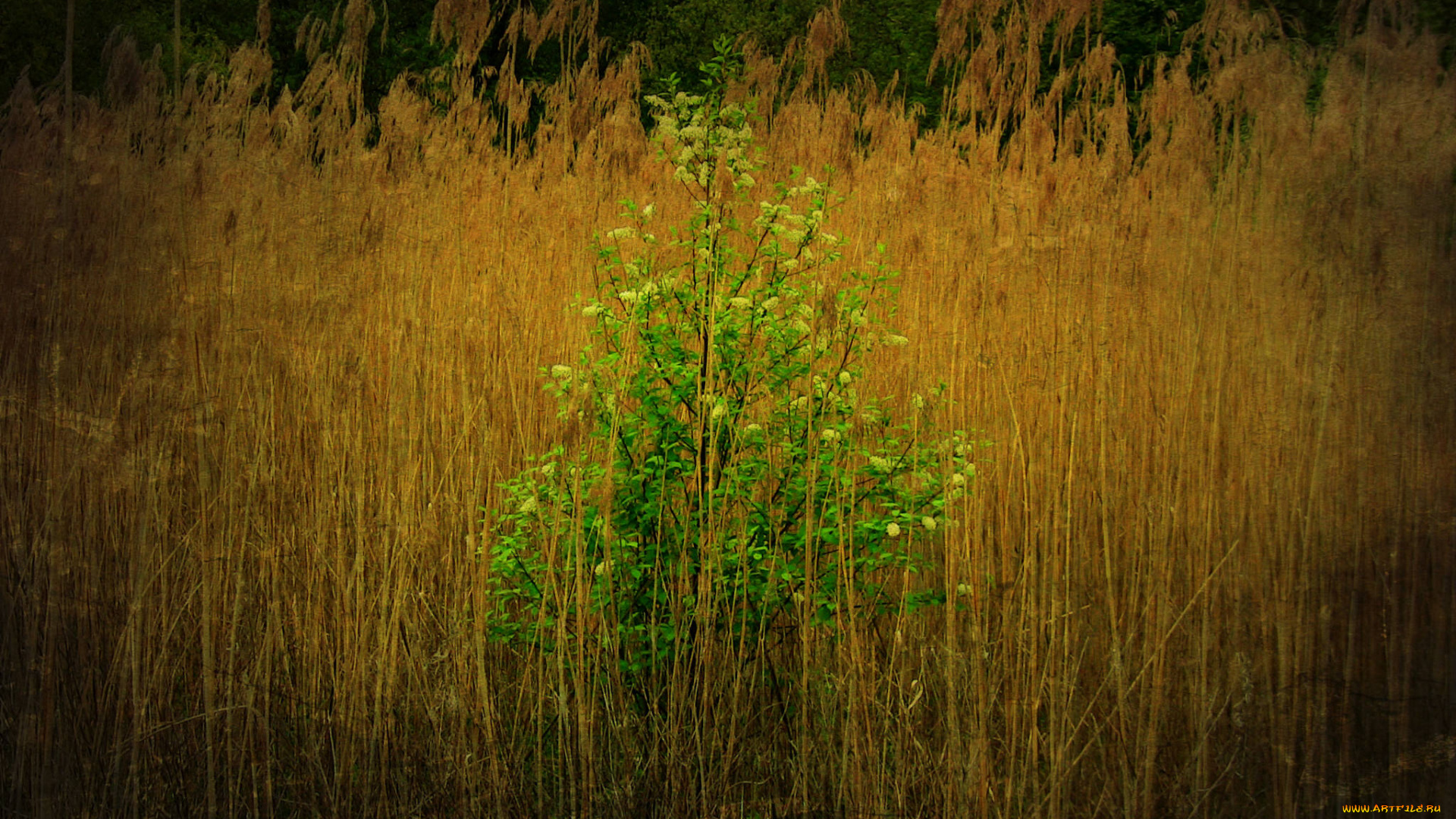 природа, деревья, трава, деревце
