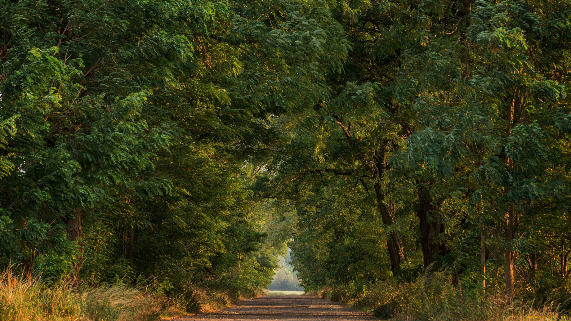 природа, дороги, лес, тракт