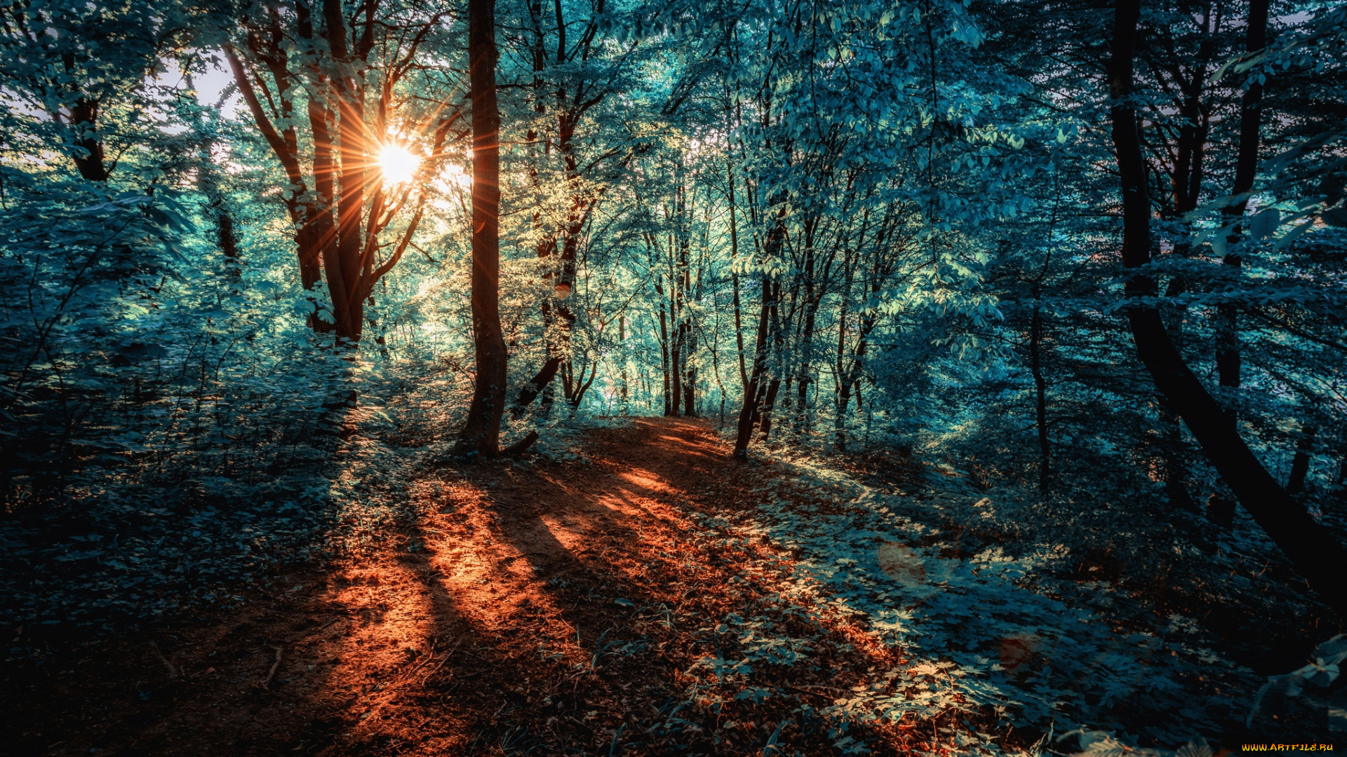 природа, дороги, лес, тропинка, свет