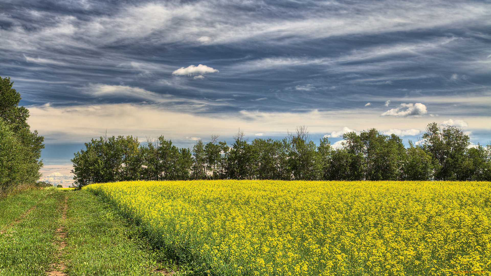 природа, дороги, поле, цветы, колея