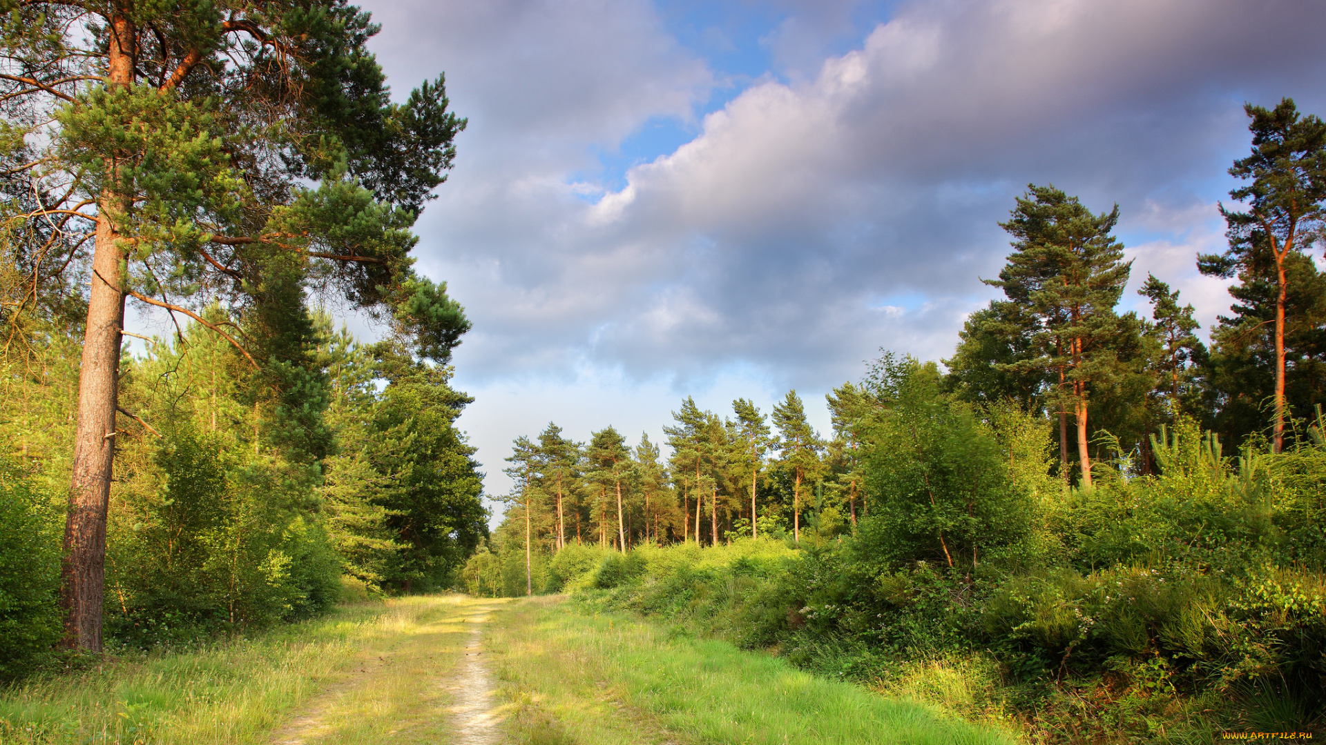 природа, дороги, тракт, лес