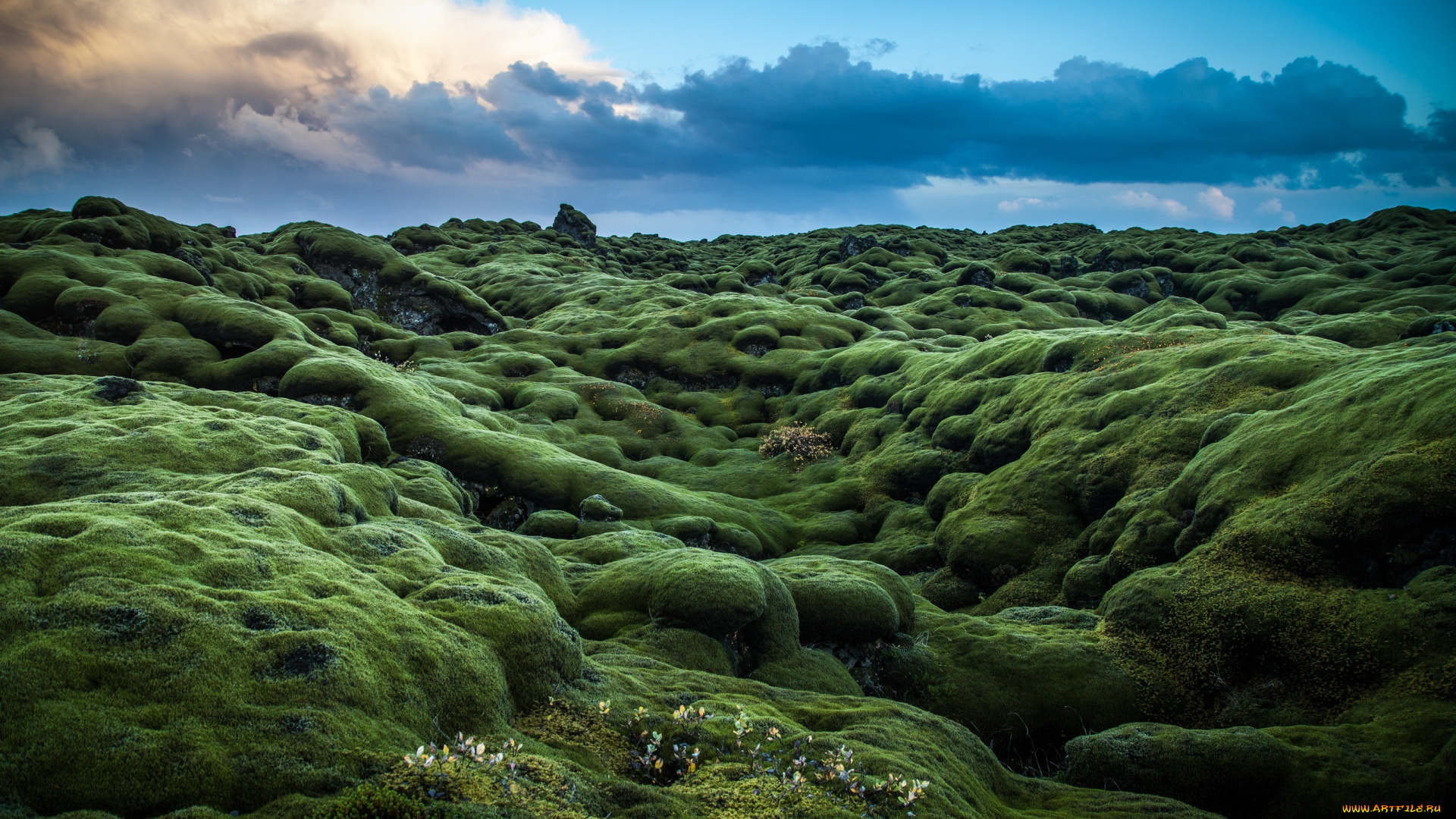 природа, другое, луг, цветы, трава, мох, холмы, облака