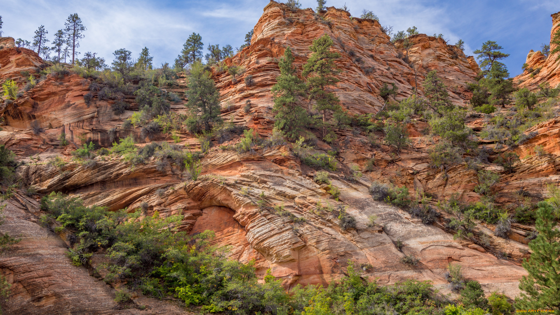 природа, горы, скалы, сосны