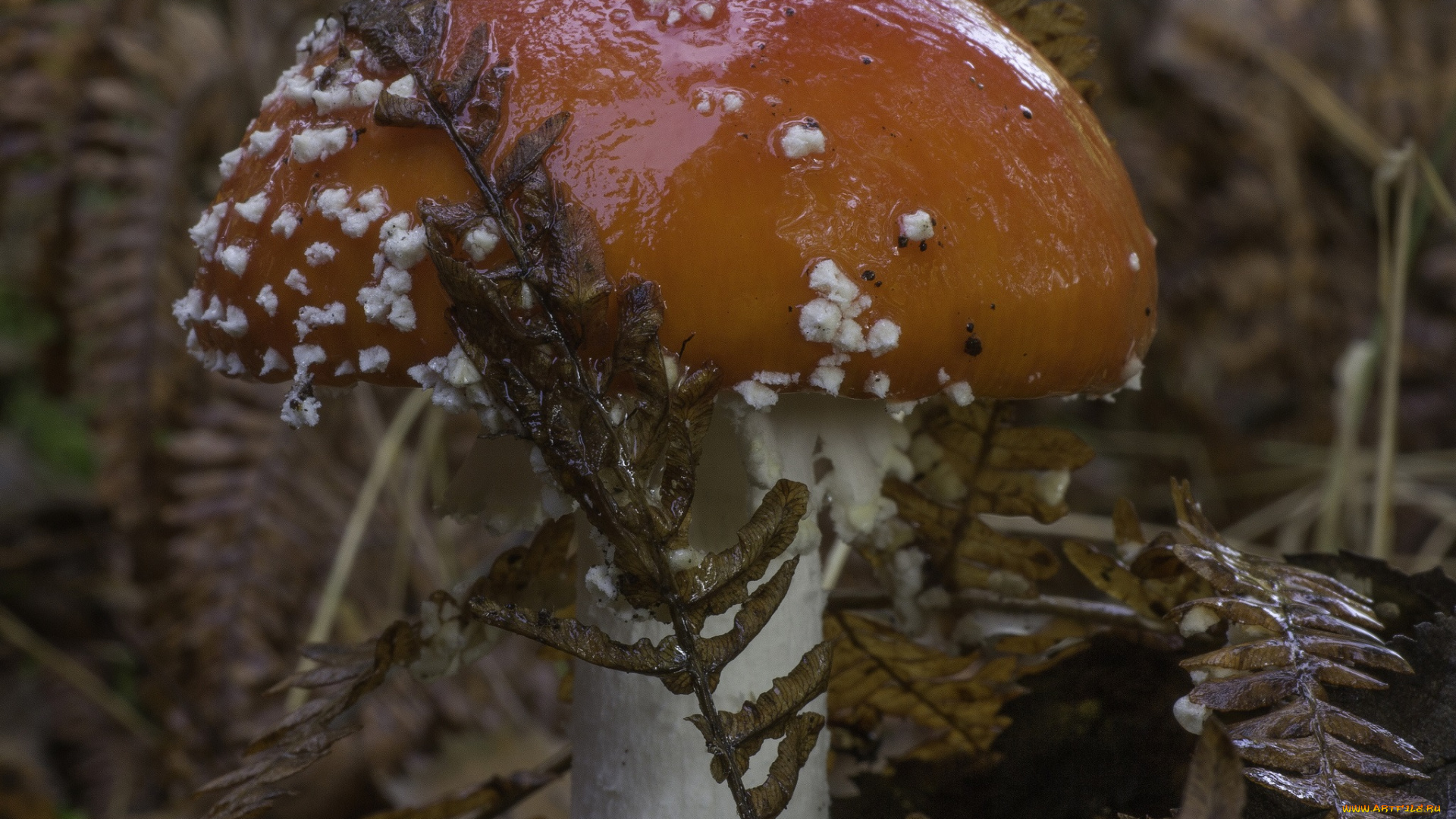 природа, грибы, , мухомор, мухомор, макро, гриб