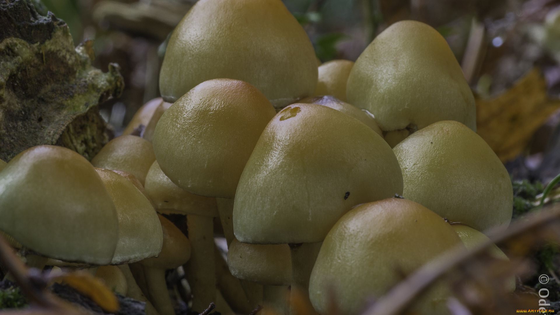 природа, грибы