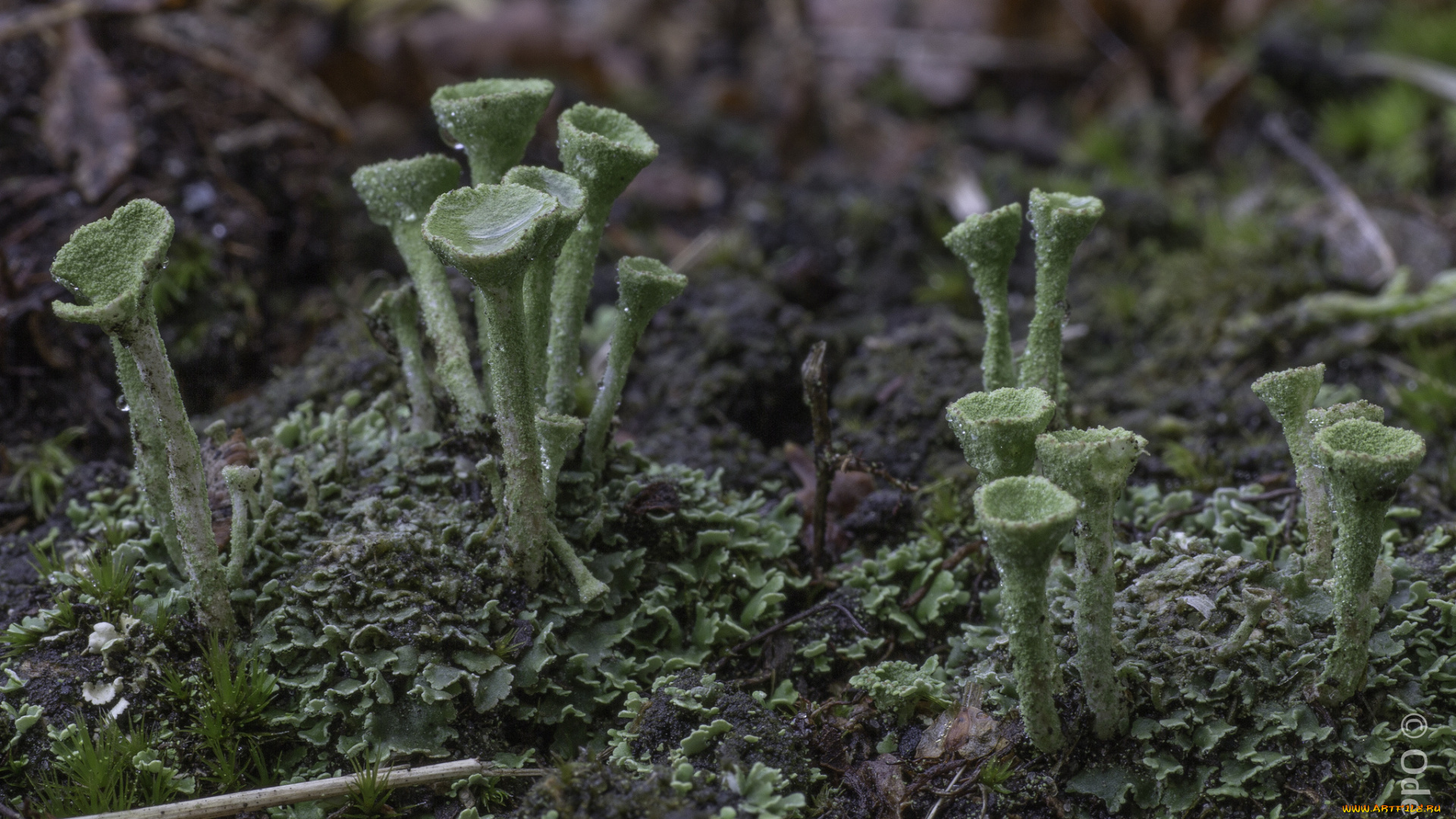 природа, грибы, макро, зелёные