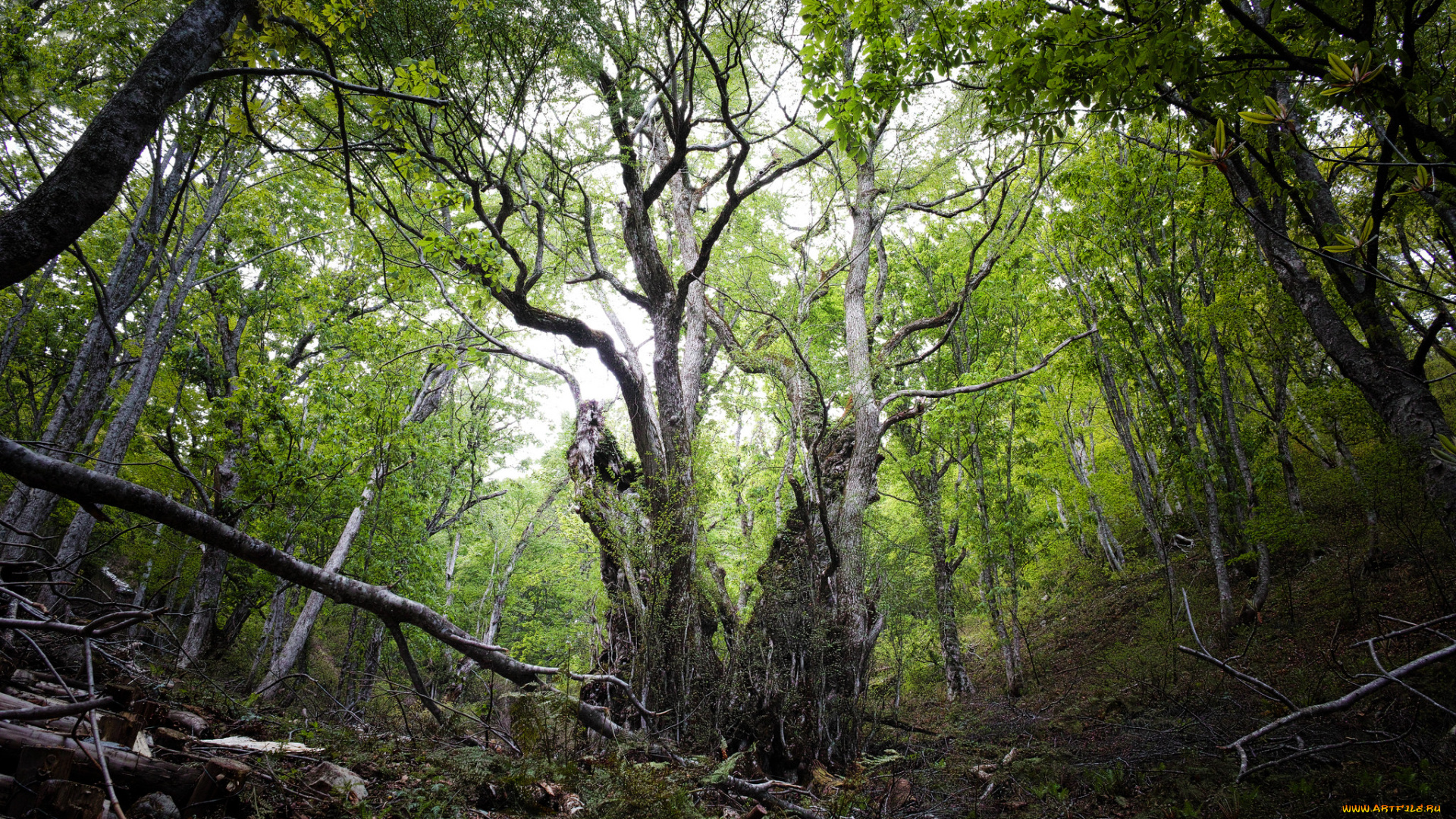 природа, лес, дерево