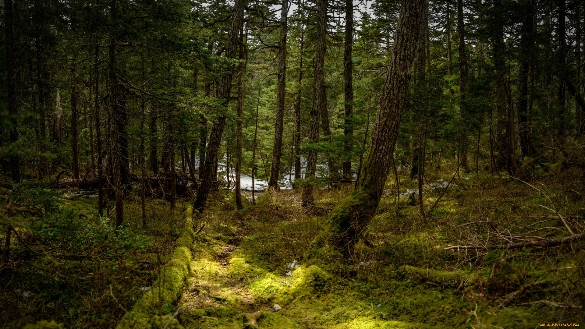 природа, лес, река