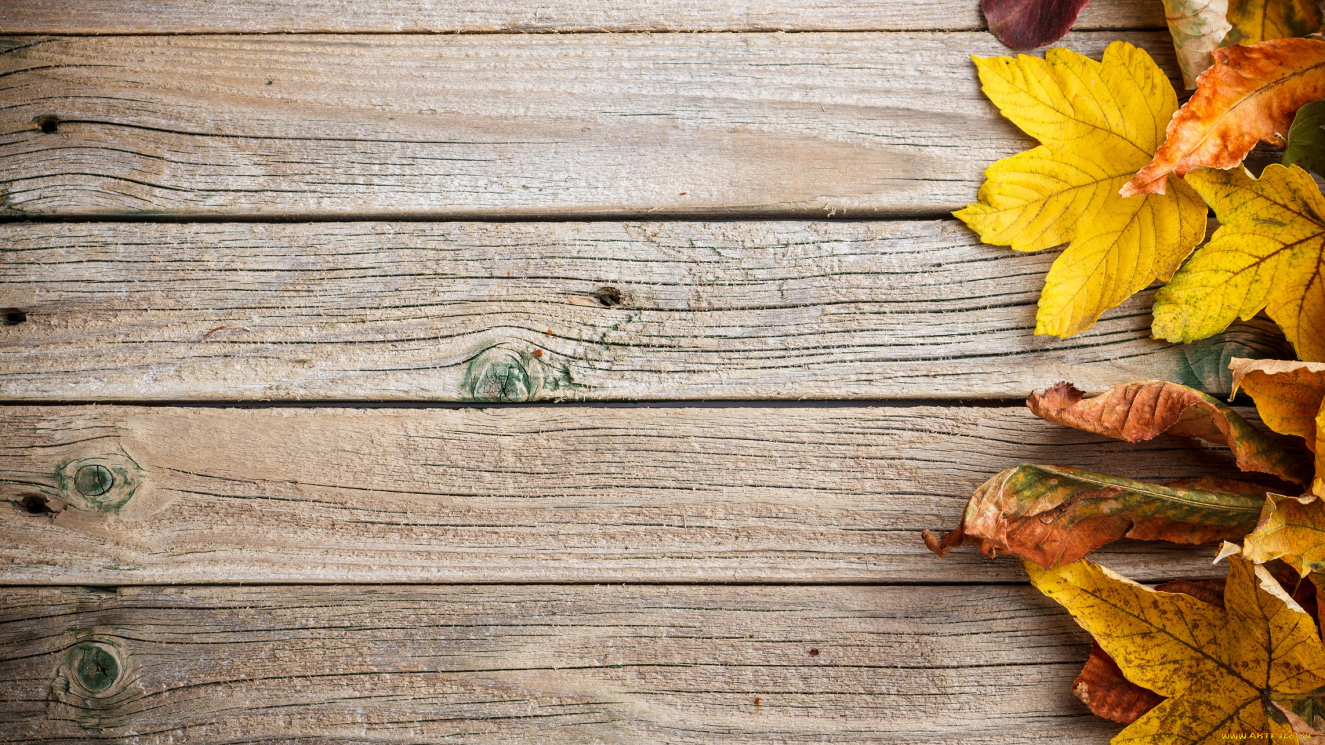 природа, листья, colorful, leaves, autumn, дерево, осенние, фон, texture, wood