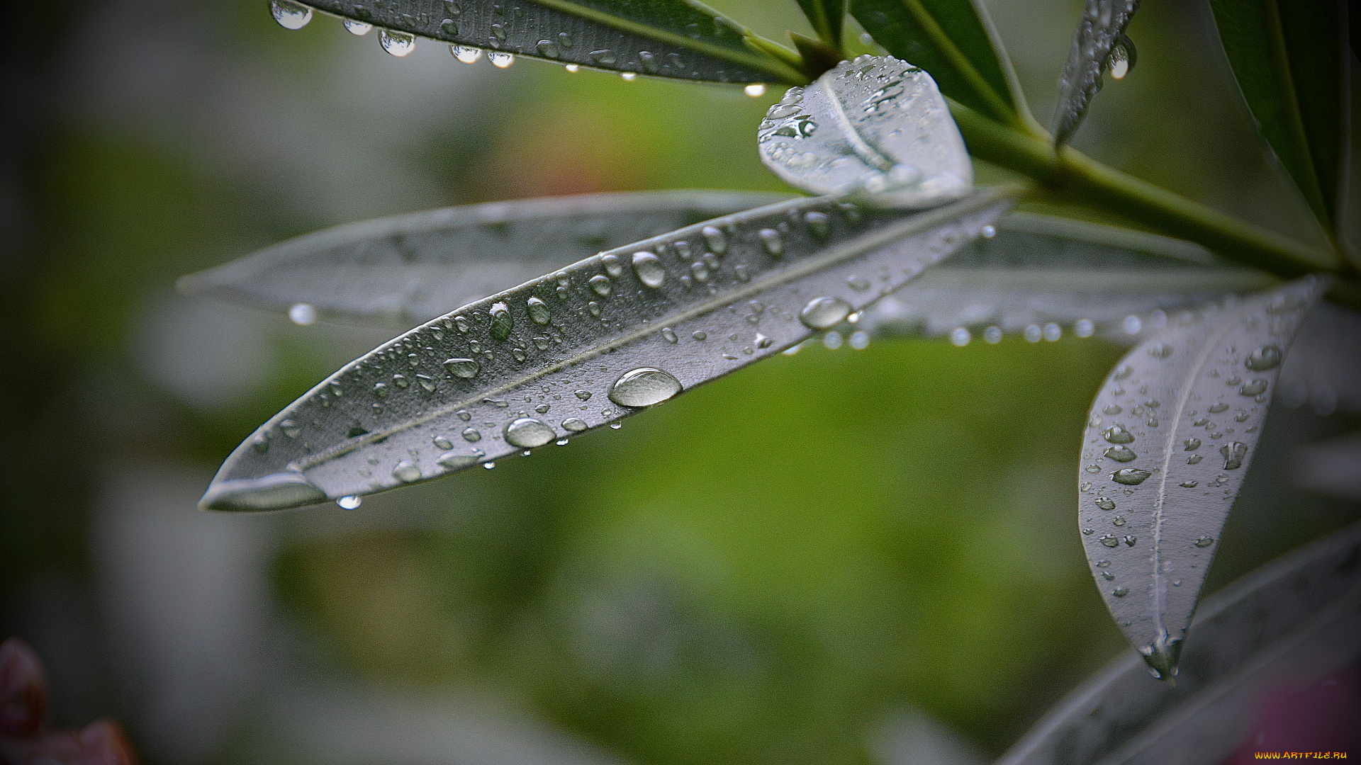 природа, листья, растение, капли, роса