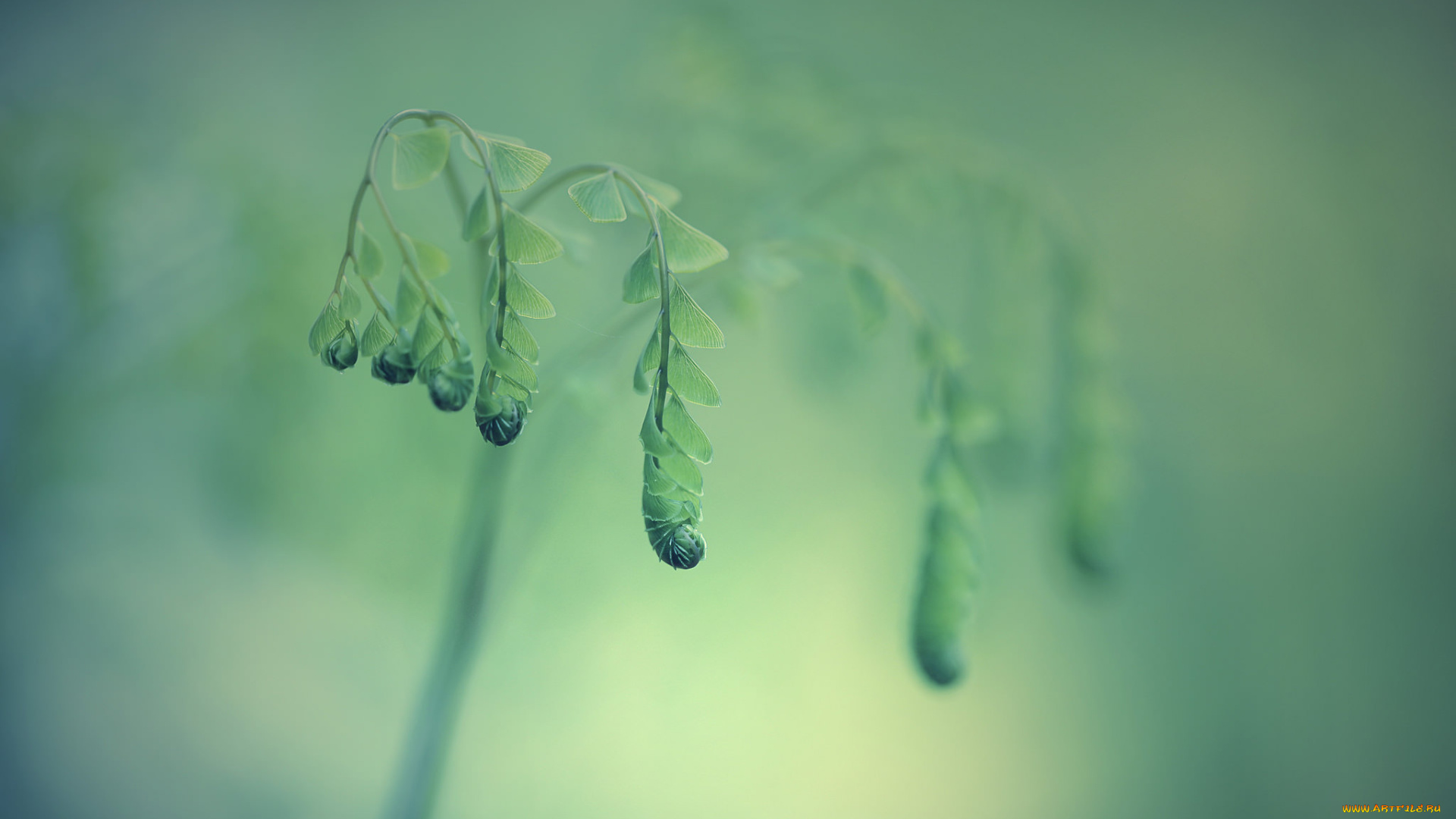 природа, макро, листья, папаротник