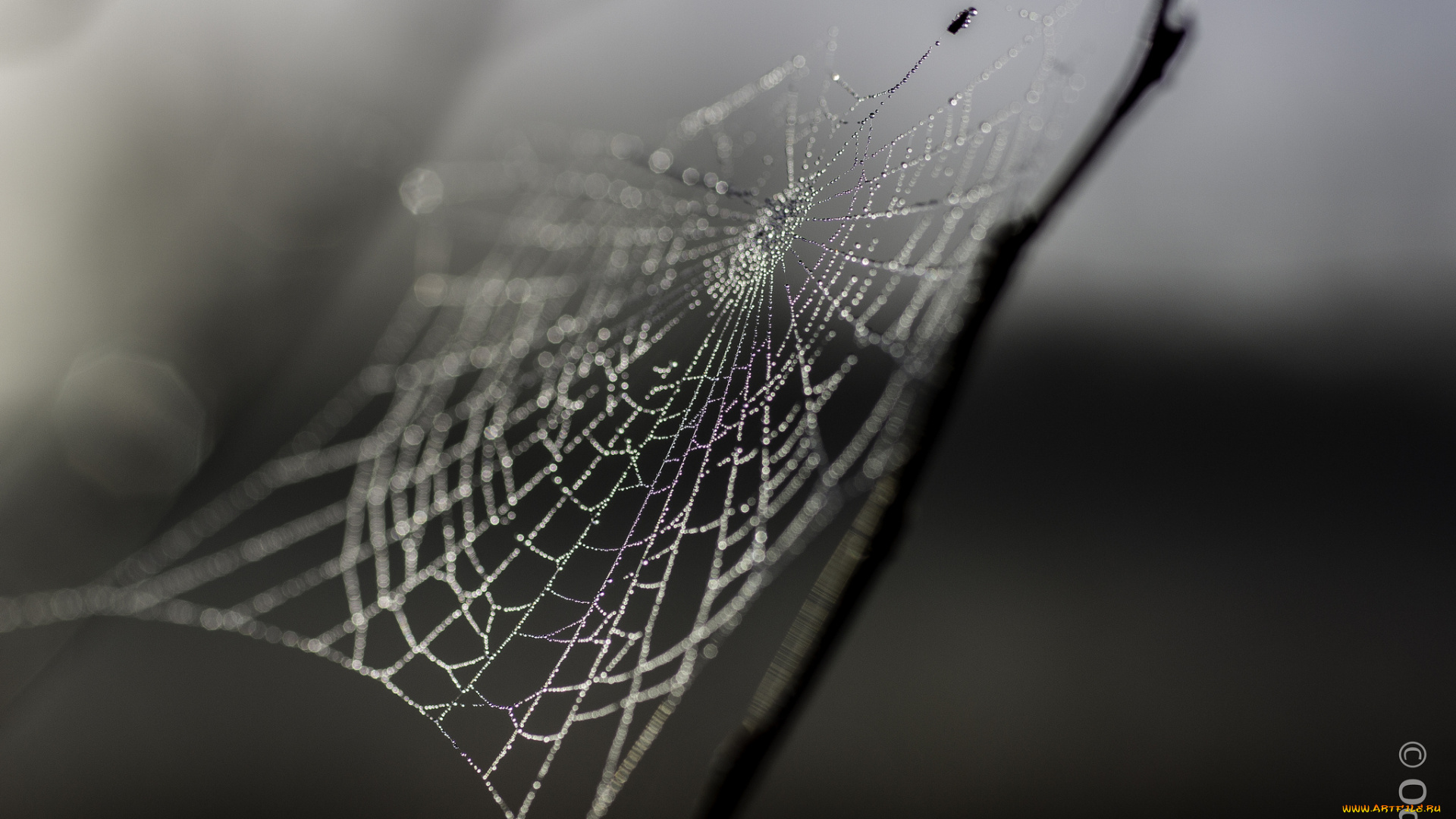 природа, макро, роса, паутина, блеск, утро