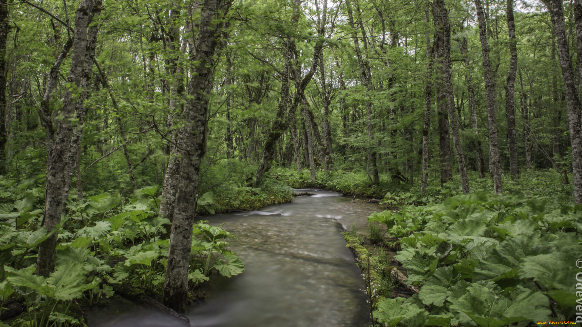 природа, реки, озера, деревья, ручей, лес