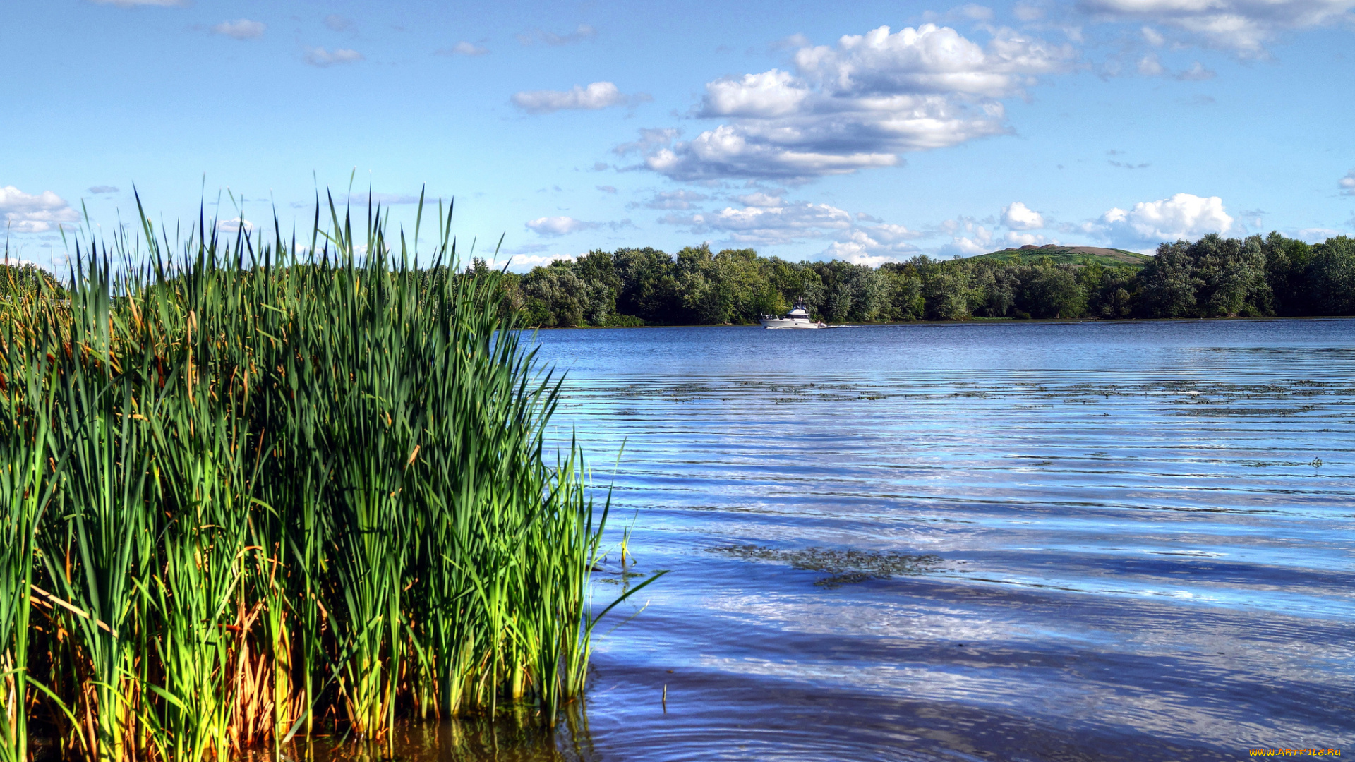 природа, реки, озера, камыш, река, лес