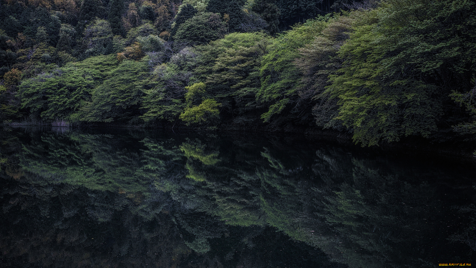 природа, реки, озера, лес, деревья, отражение, озеро