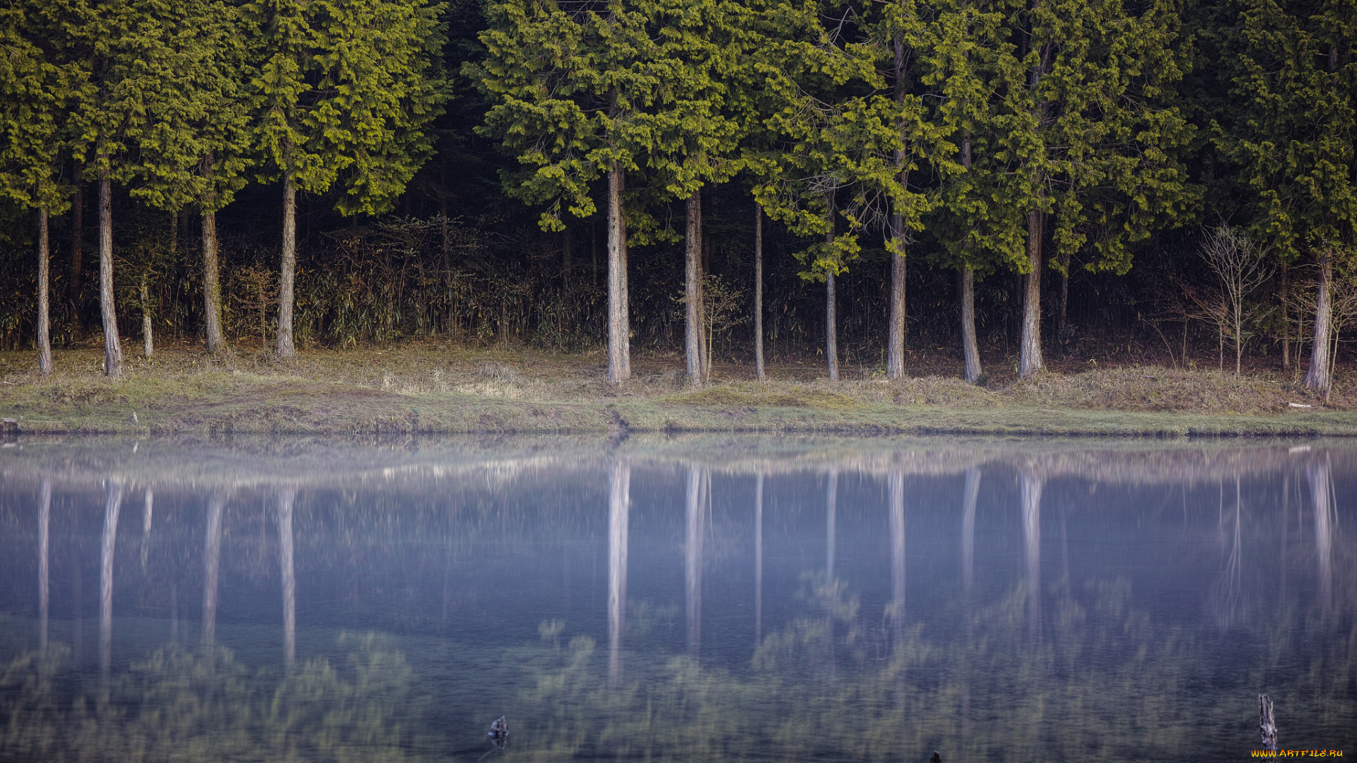природа, реки, озера, лес, отражение, деревья, озеро