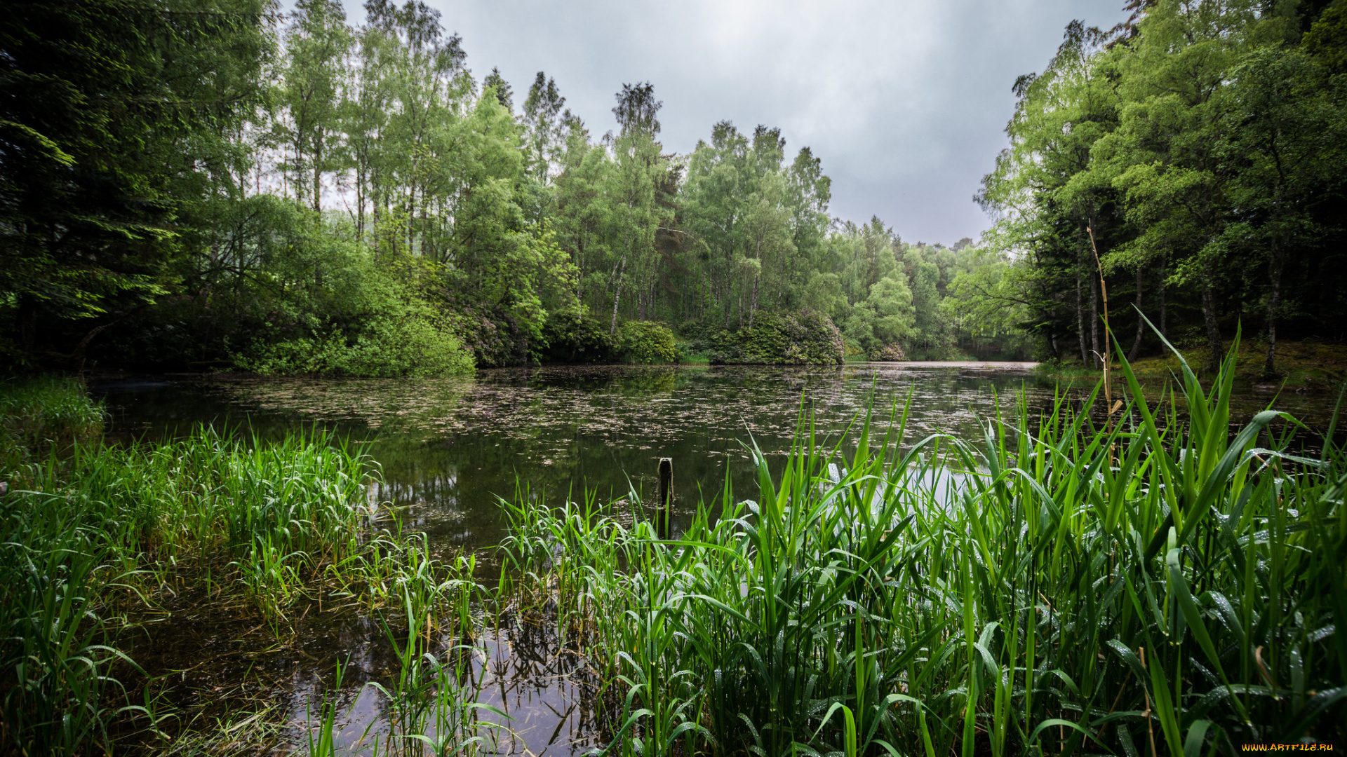 природа, реки, озера, лес, река