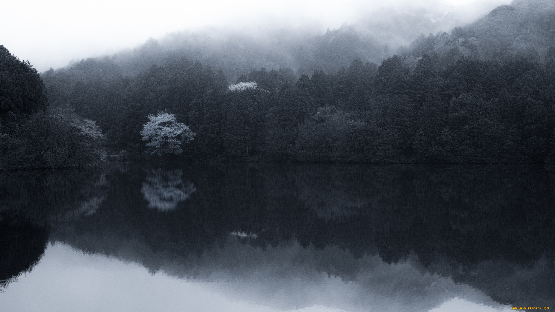 природа, реки, озера, озеро, лес