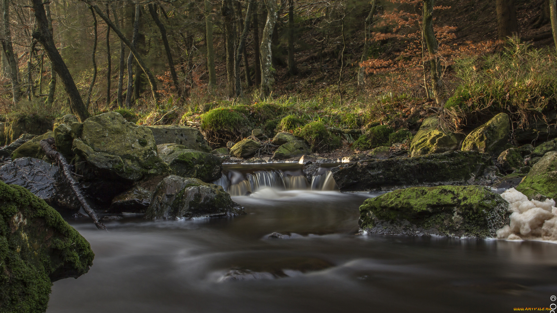 природа, реки, озера, река, лес