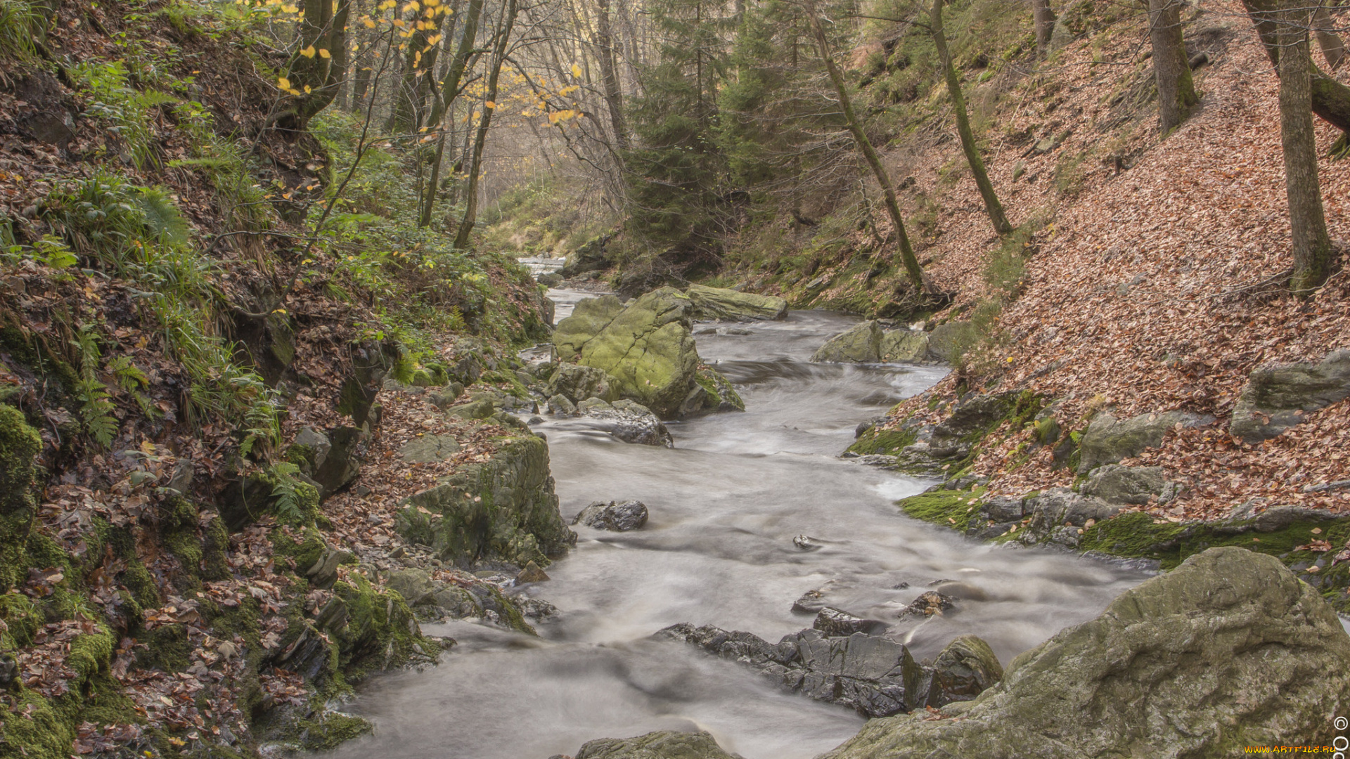 природа, реки, озера, ручей, лес