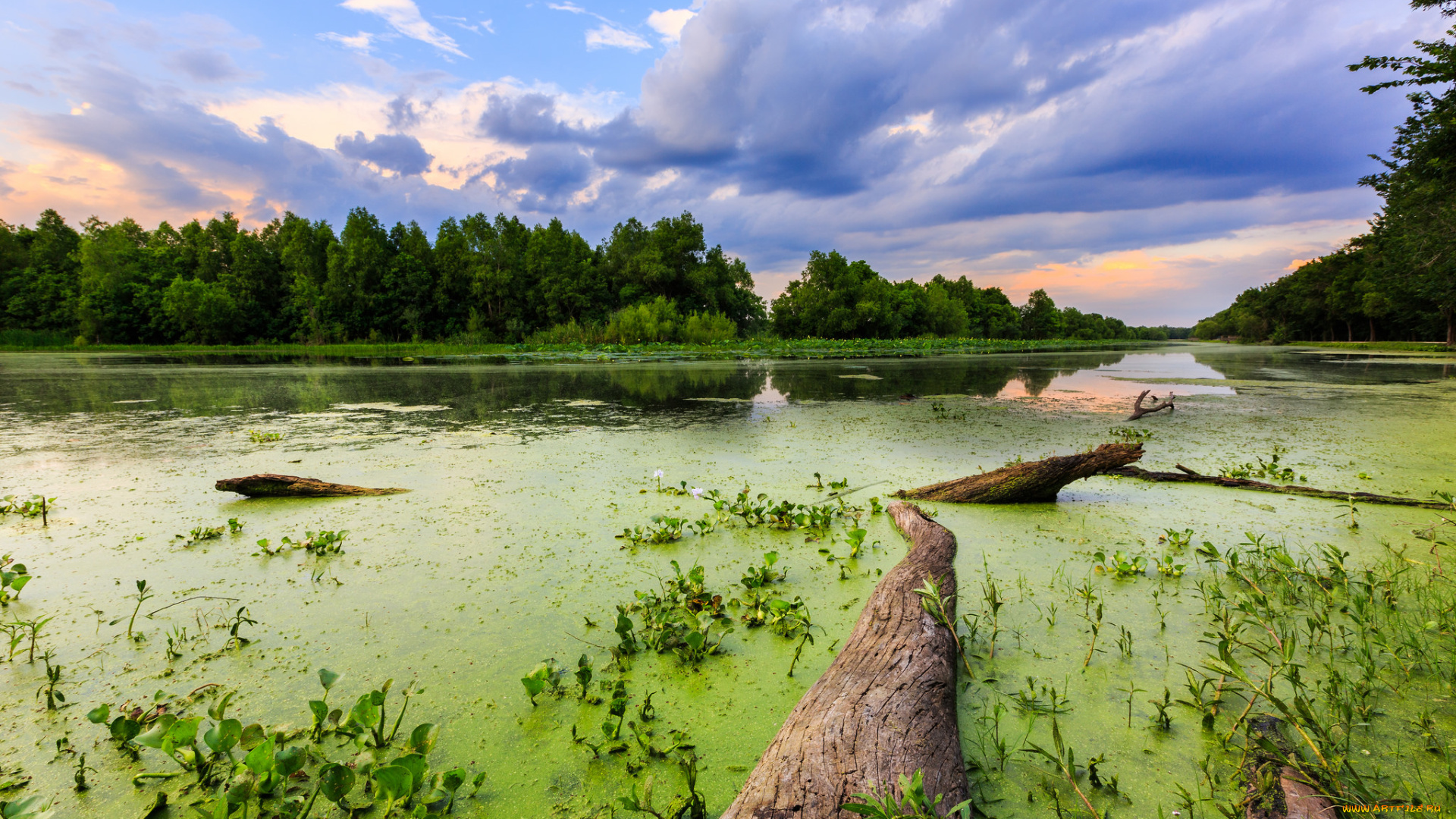 природа, реки, озера, ряска, река, лес