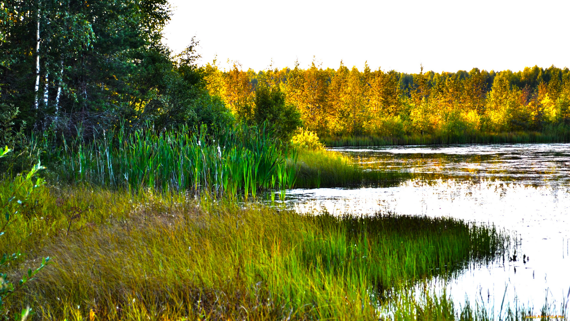 природа, реки, озера, заросли, лес, озеро