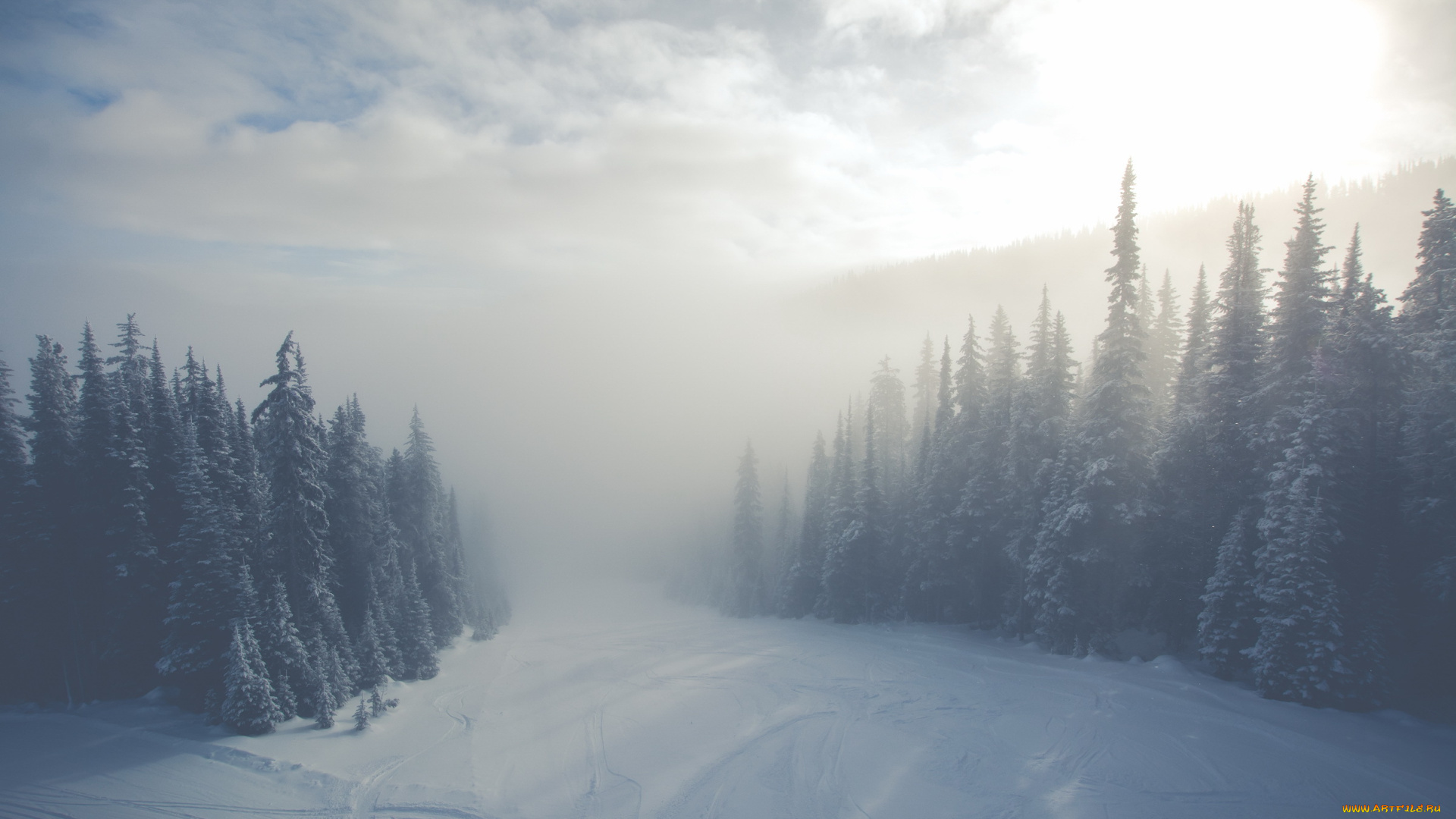 природа, зима, туман, ёлки