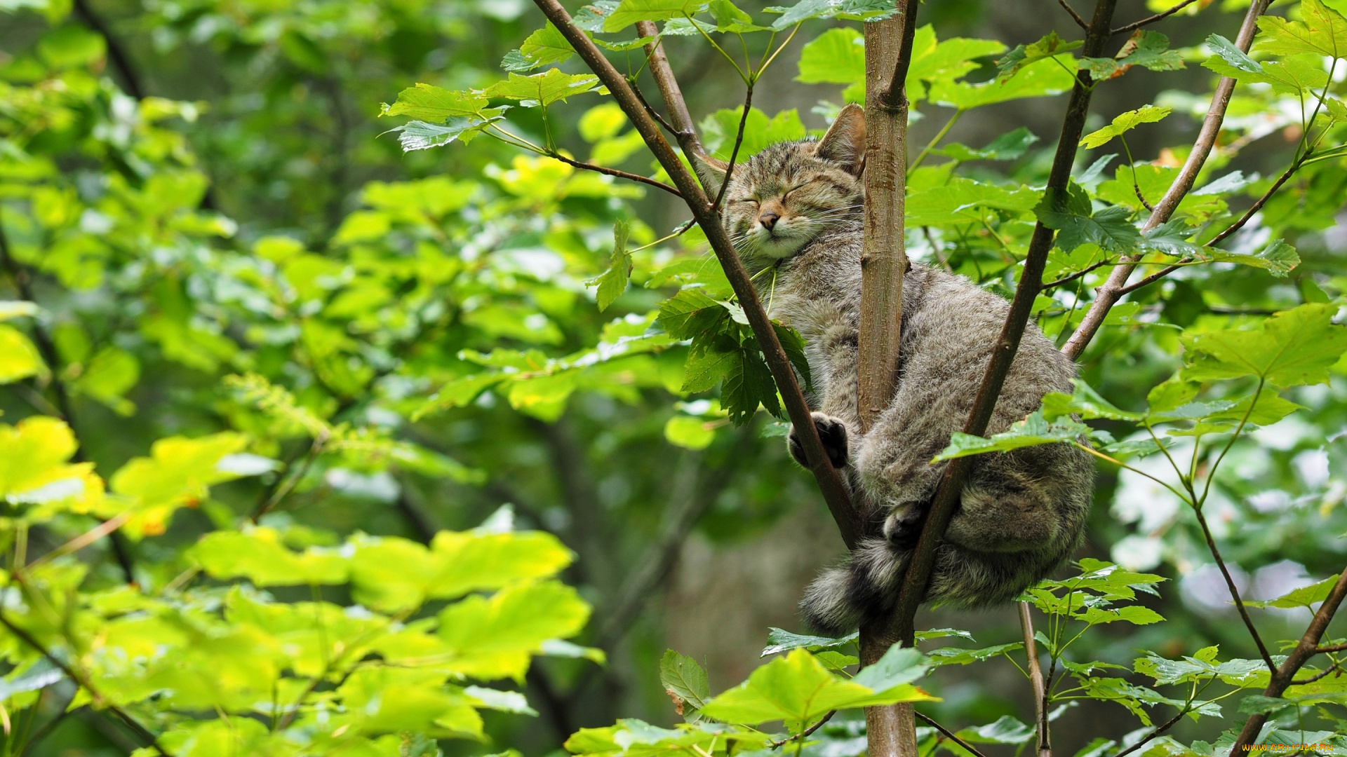 животные, дикие, кошки, лесная, кошка, дикая, спящая, сон, дерево, на, дереве