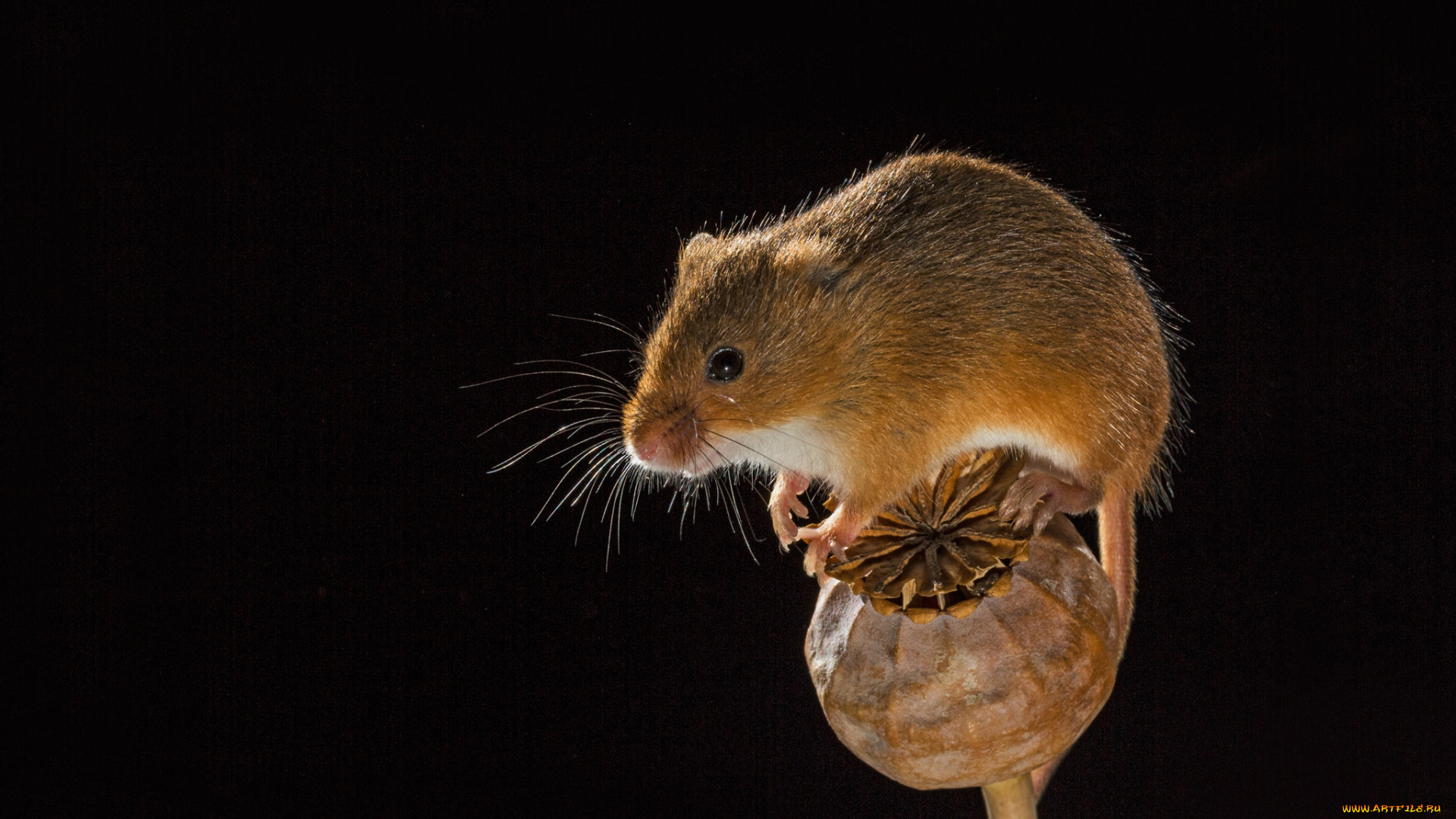 животные, крысы, , мыши, мышка