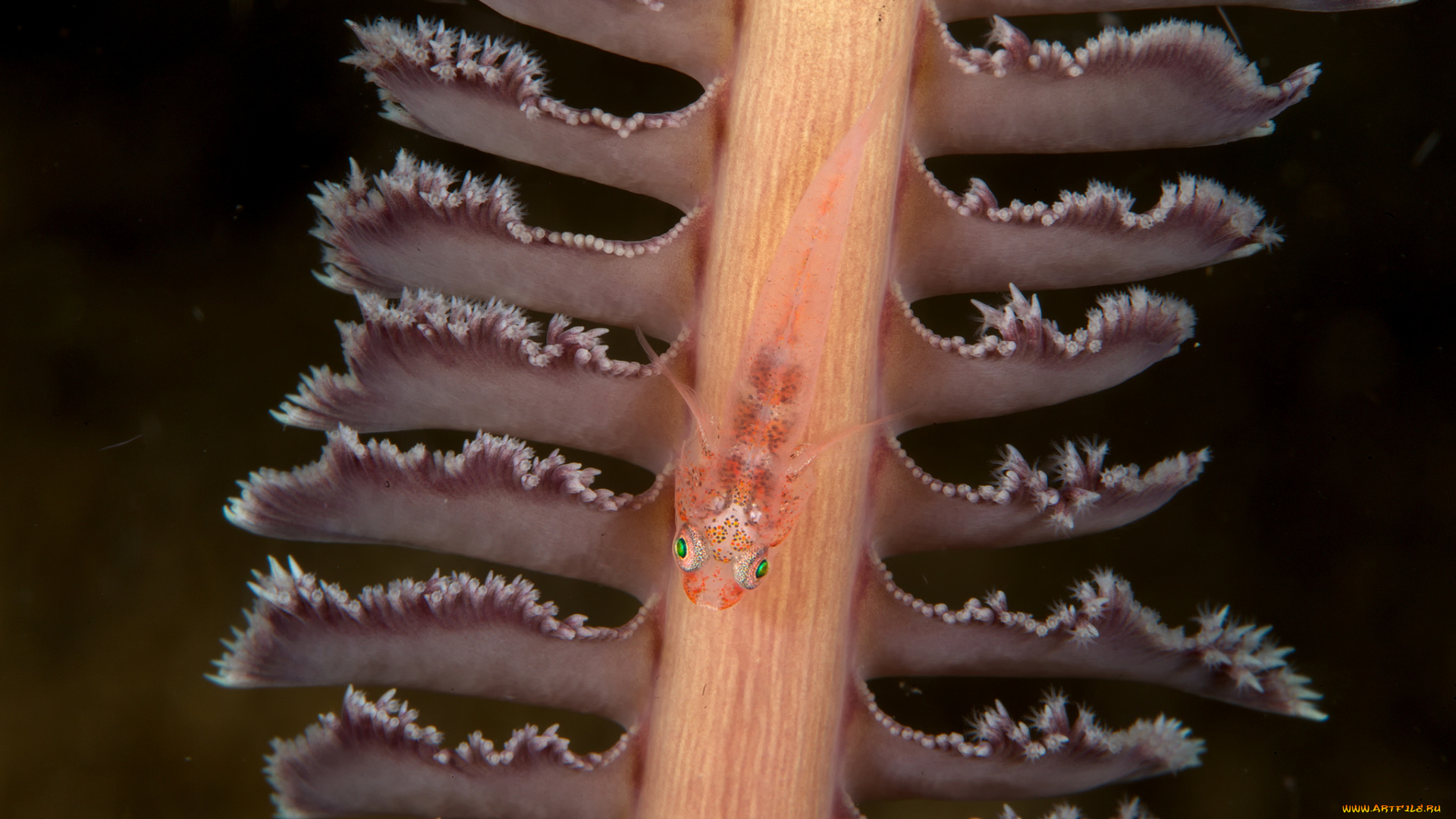 животные, морская, фауна, малёк, рыбка