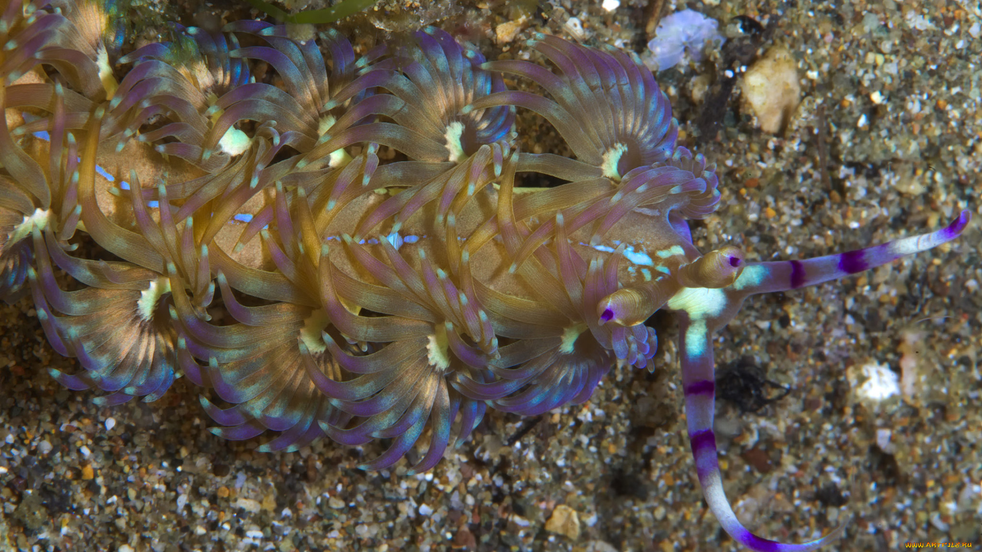 животные, морская, фауна, морской, слизень