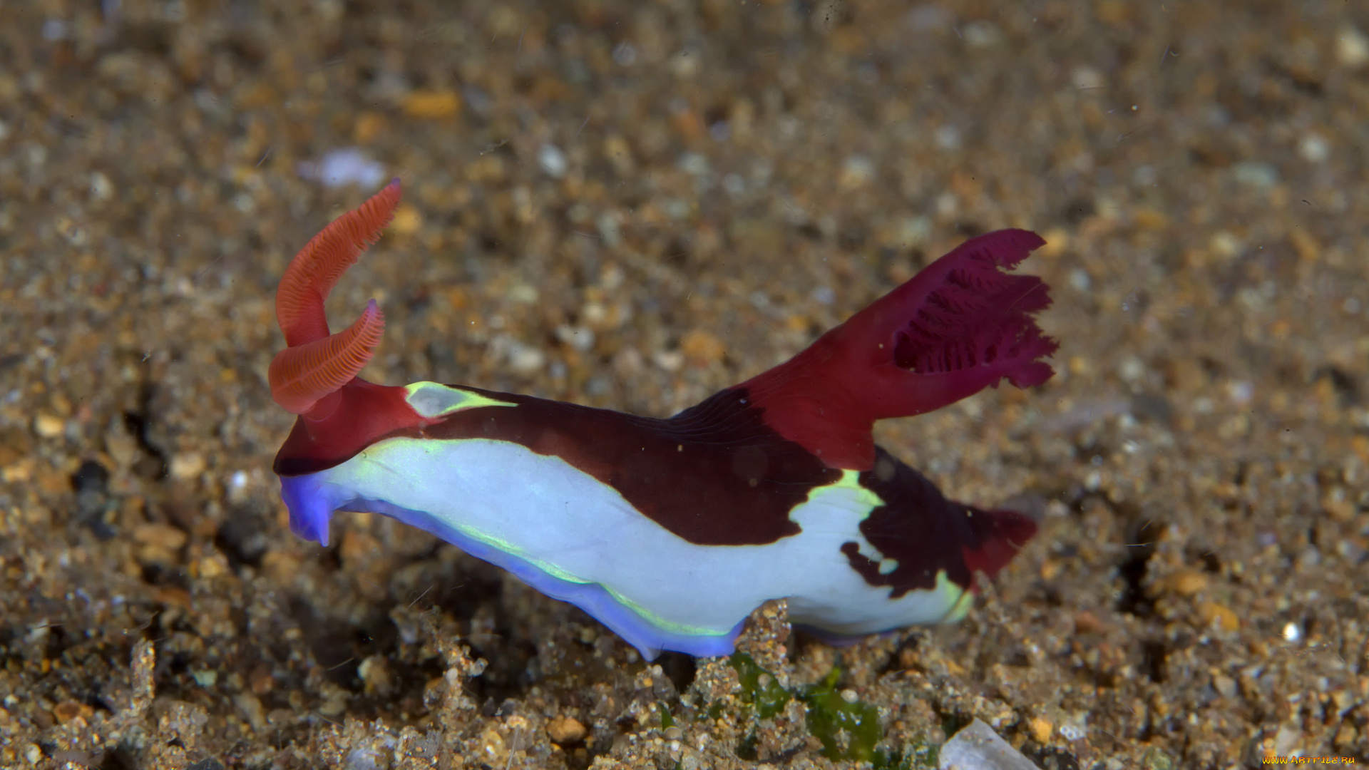 животные, морская, фауна, морской, слизень