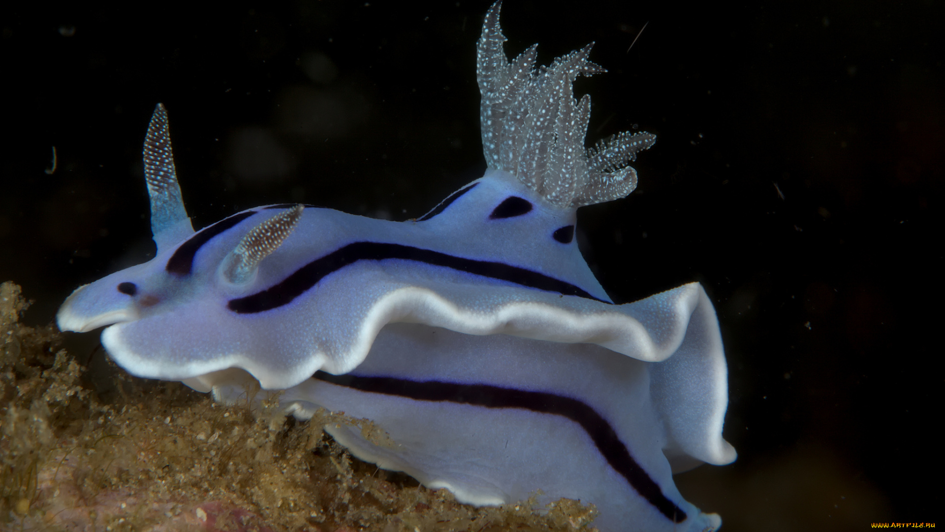 животные, морская, фауна, морской, слизень